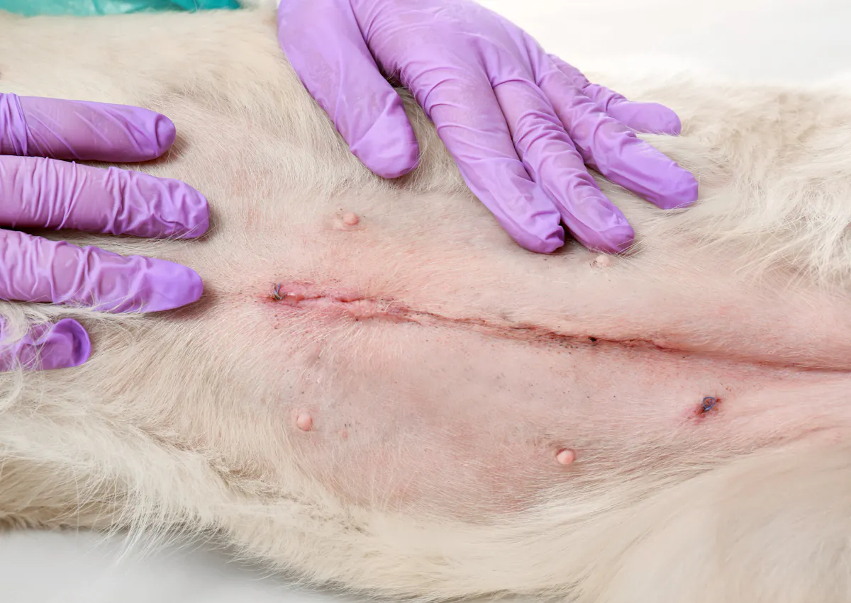 on peut voir deux mains posées sur le corps d'un chien qui montrent ses cicatrices