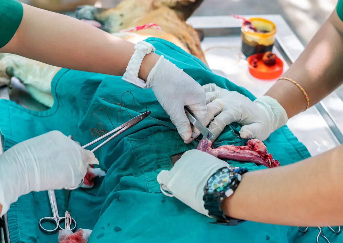 deux vétérinaire sont en train d'opérer un chien 