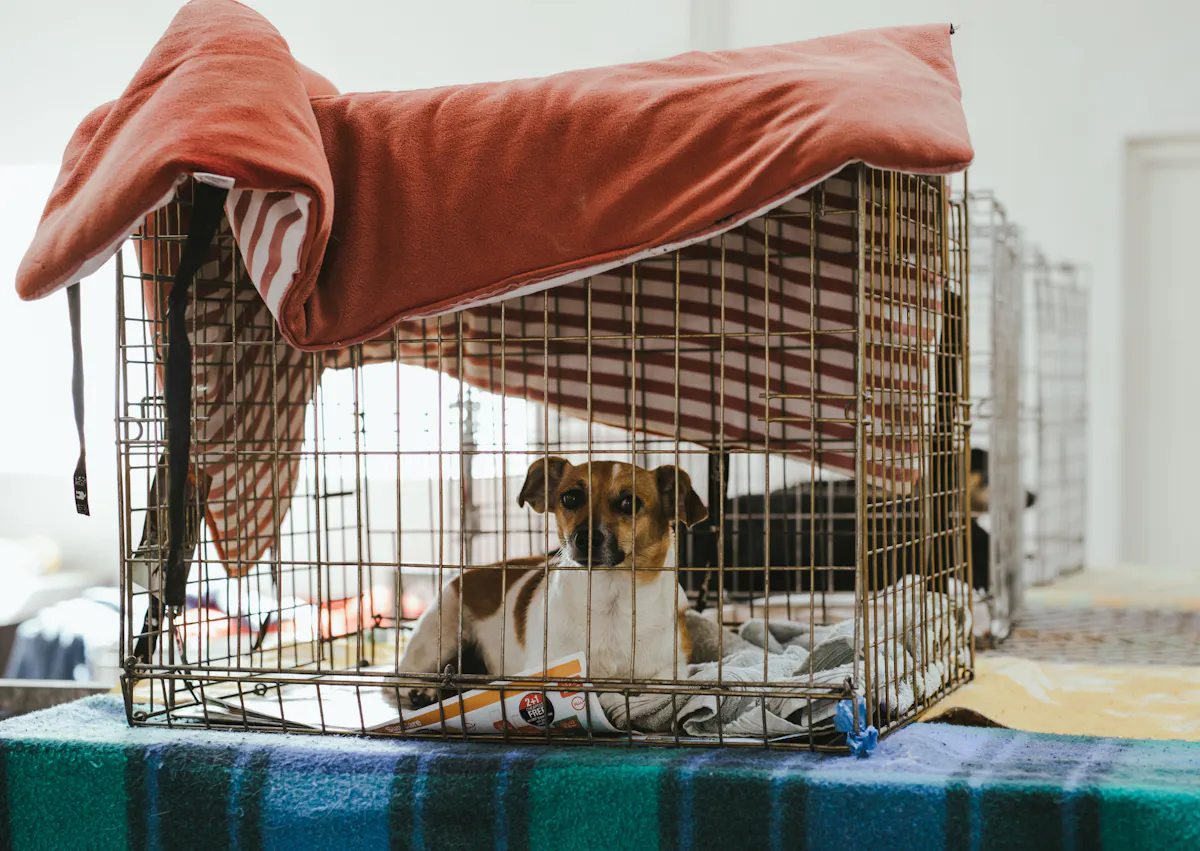 un chien venant d'être stérélisé est dans une cage