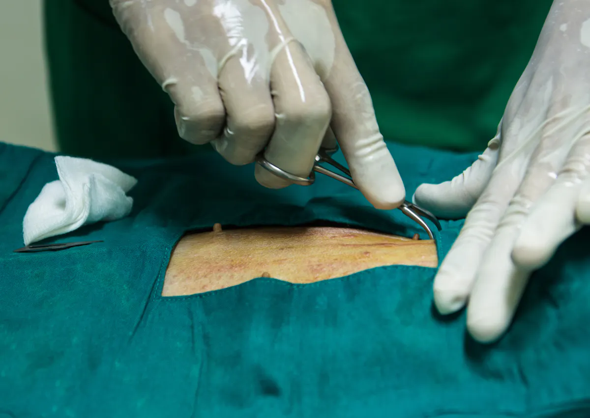 un vétérinaire incise un chien