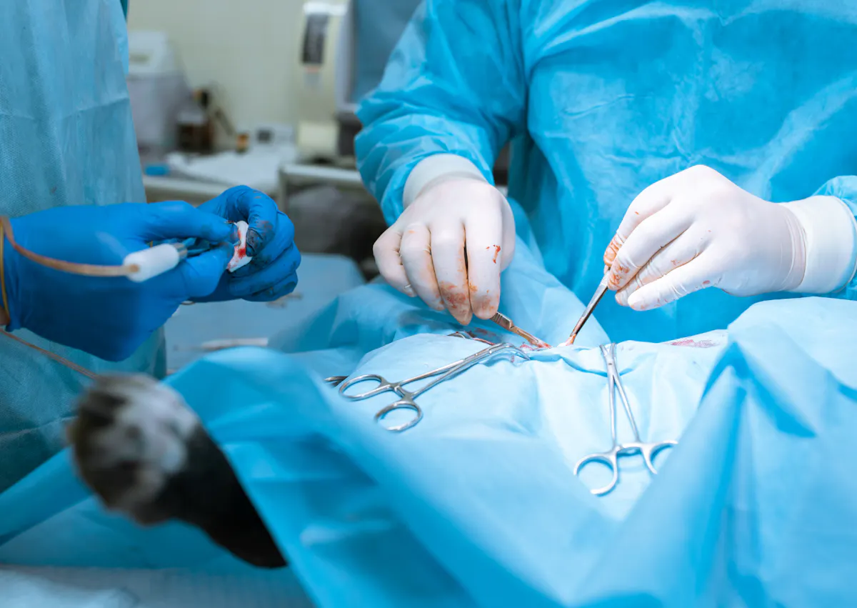 un vétérinaire opère un chien