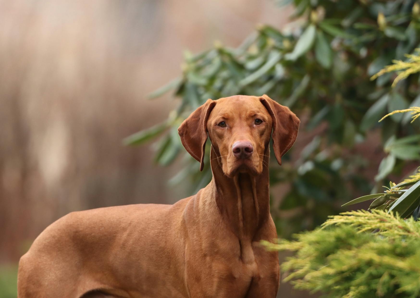 Grand chien qui regarde au loin dans une forêt