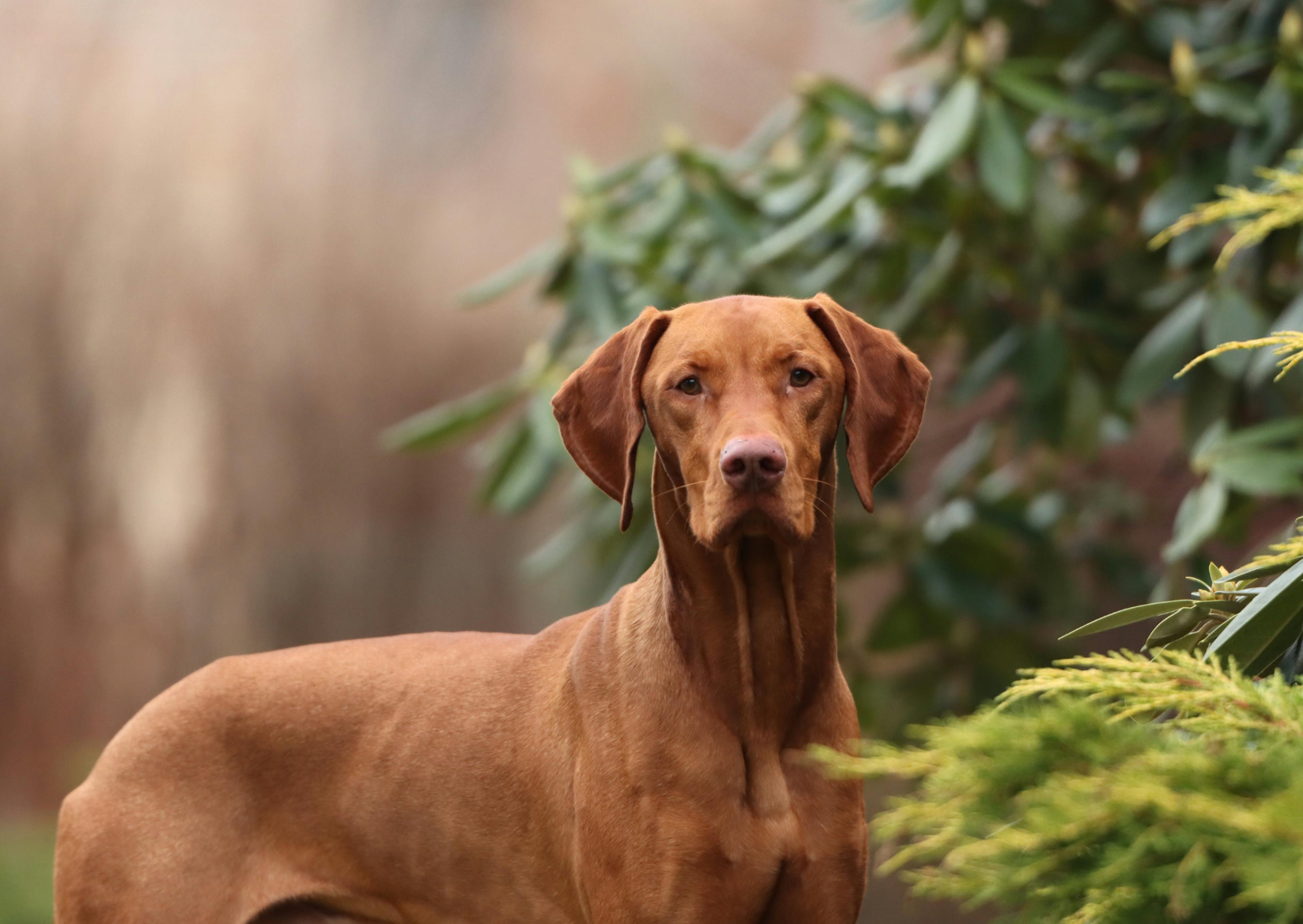 Grand chien qui regarde au loin dans une forêt 