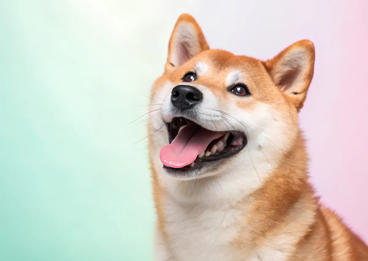 Shiba qui regarde vers le haut sur un fond coloré