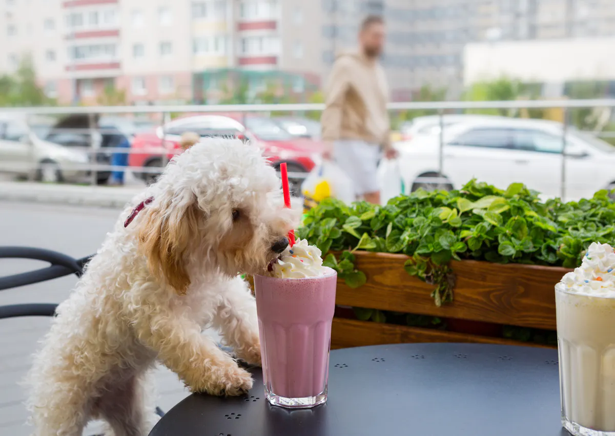 Chien qui mange la chantilly d'un milkshake