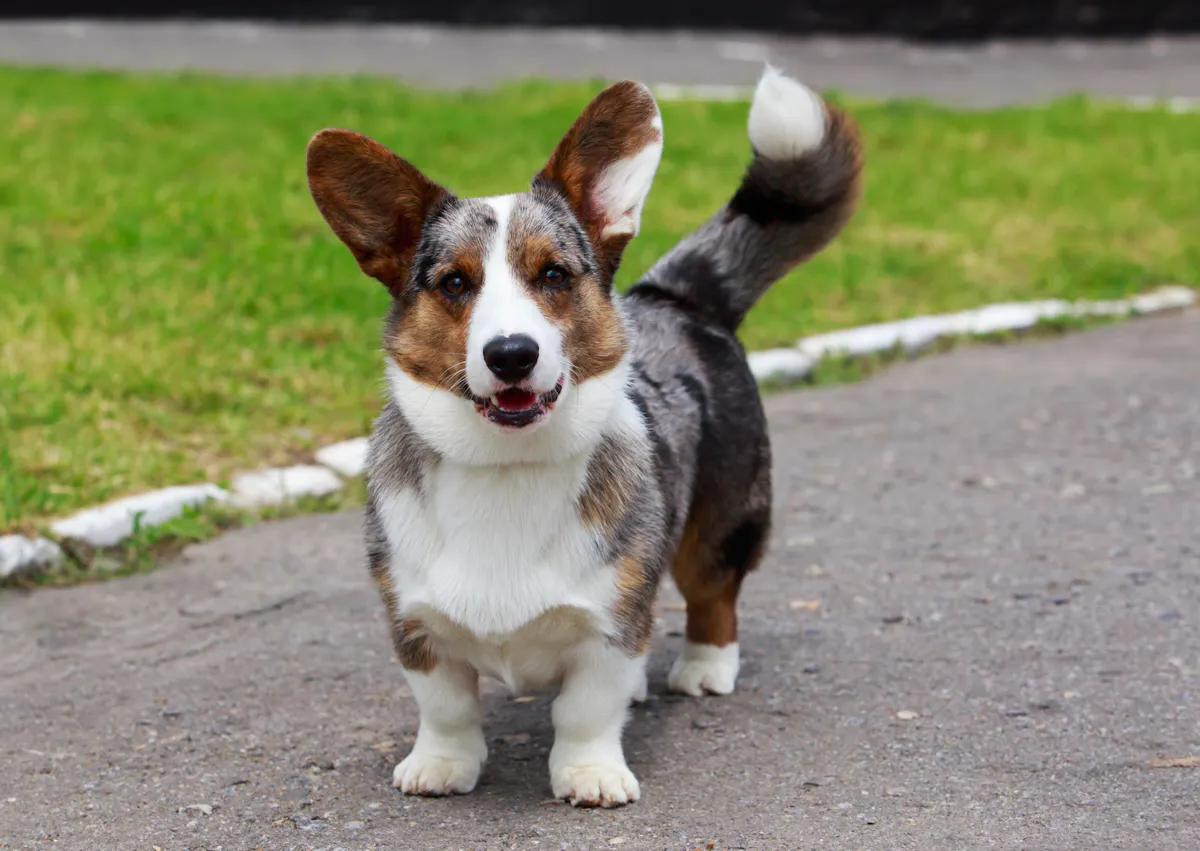 chien qui regarde l'objectif et est curieux, il est dehors