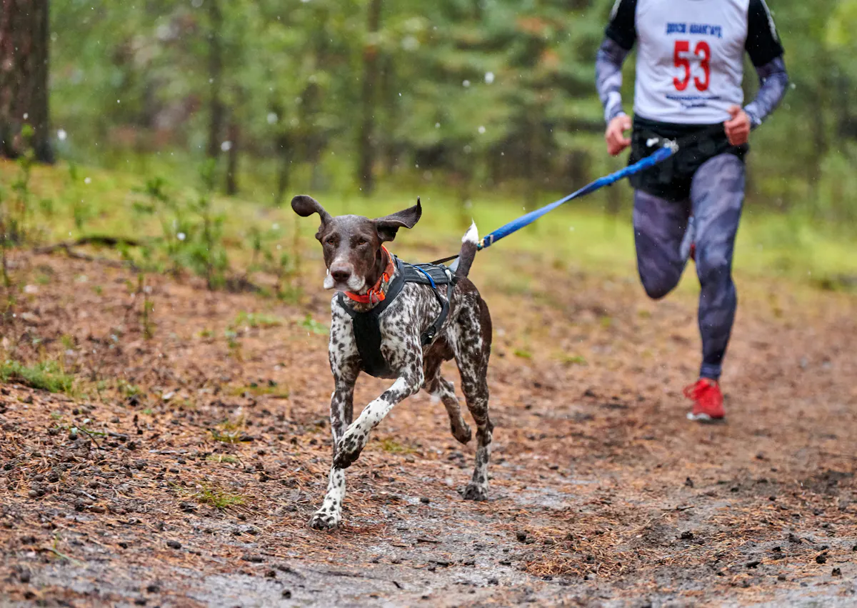 chien qui court avec son maître dans une forêt