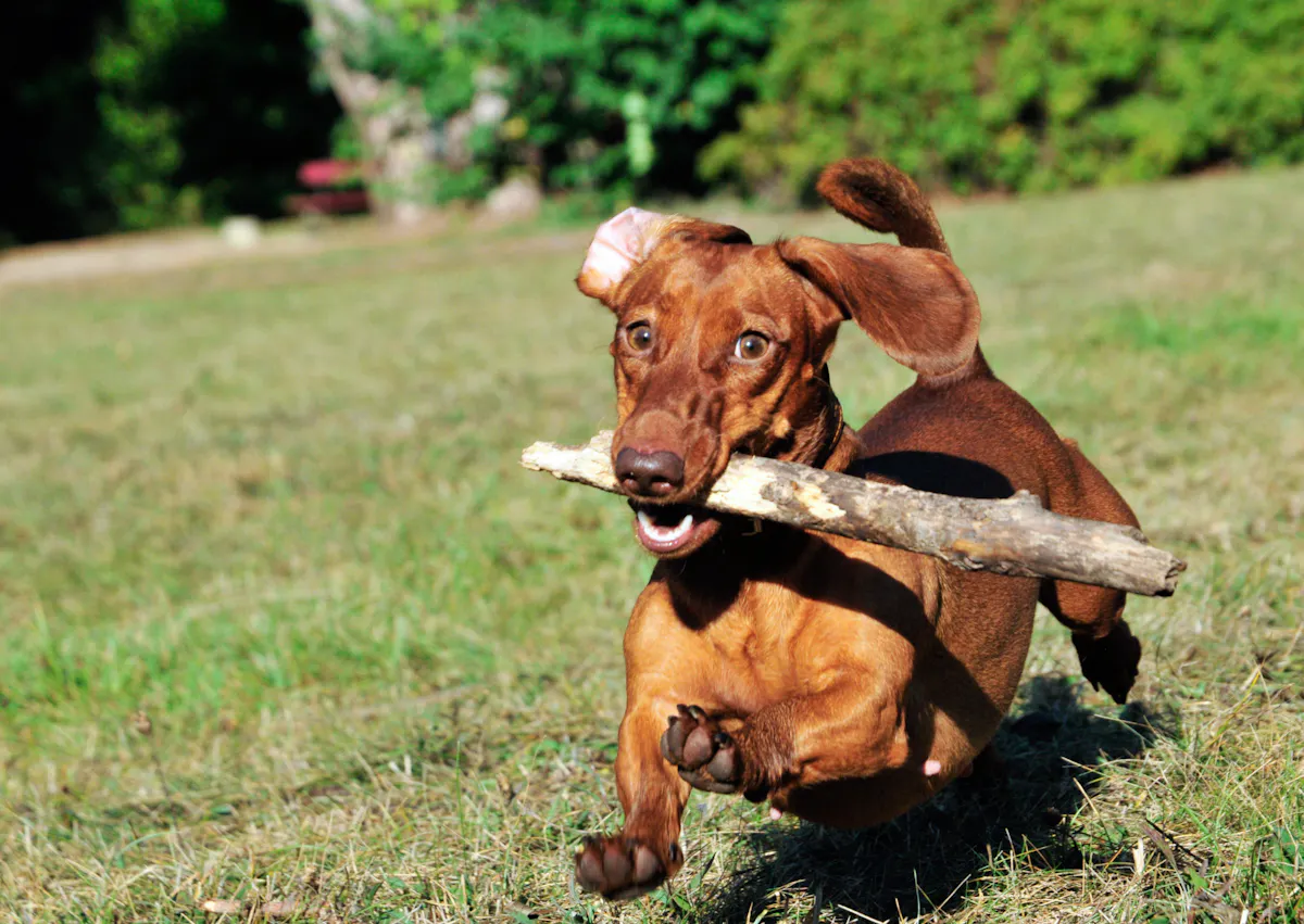 Teckel qui court avec un bâton dans la gueule