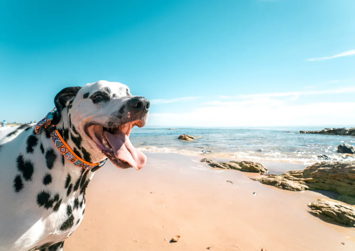dalamatien sur la plage