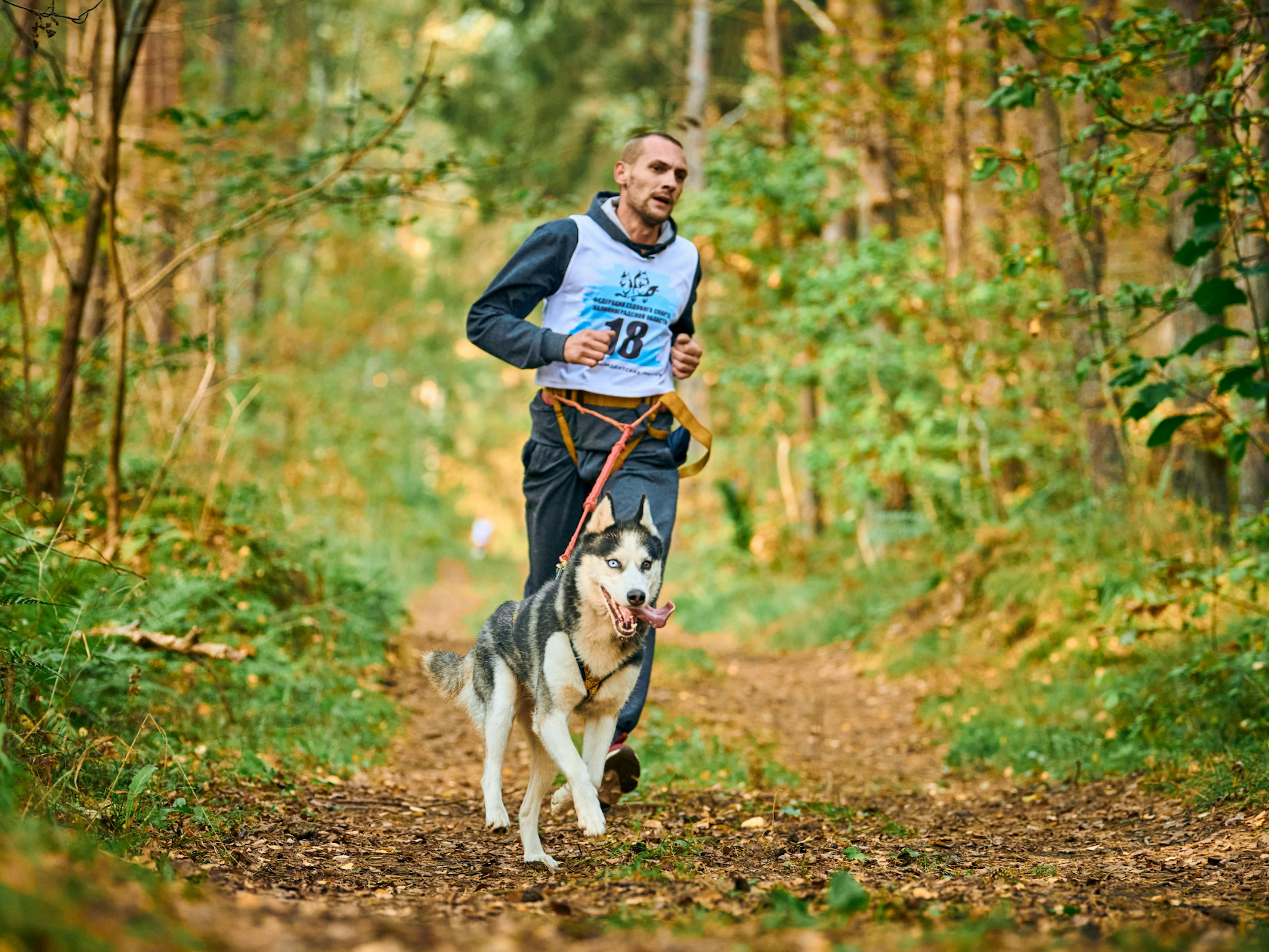 homme avec son chien en traind e faire une compétition de canicross
