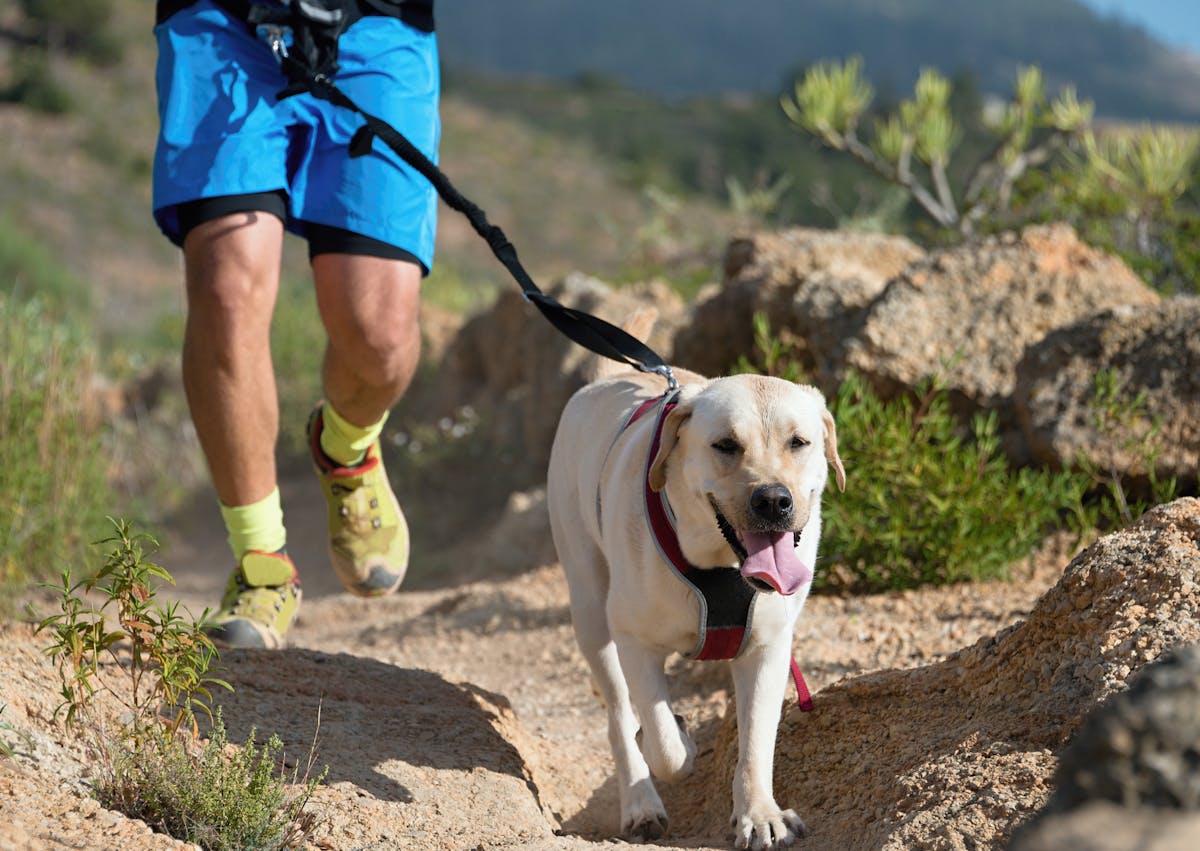 homme dans les montagne qui fait du canicross avec son labrador