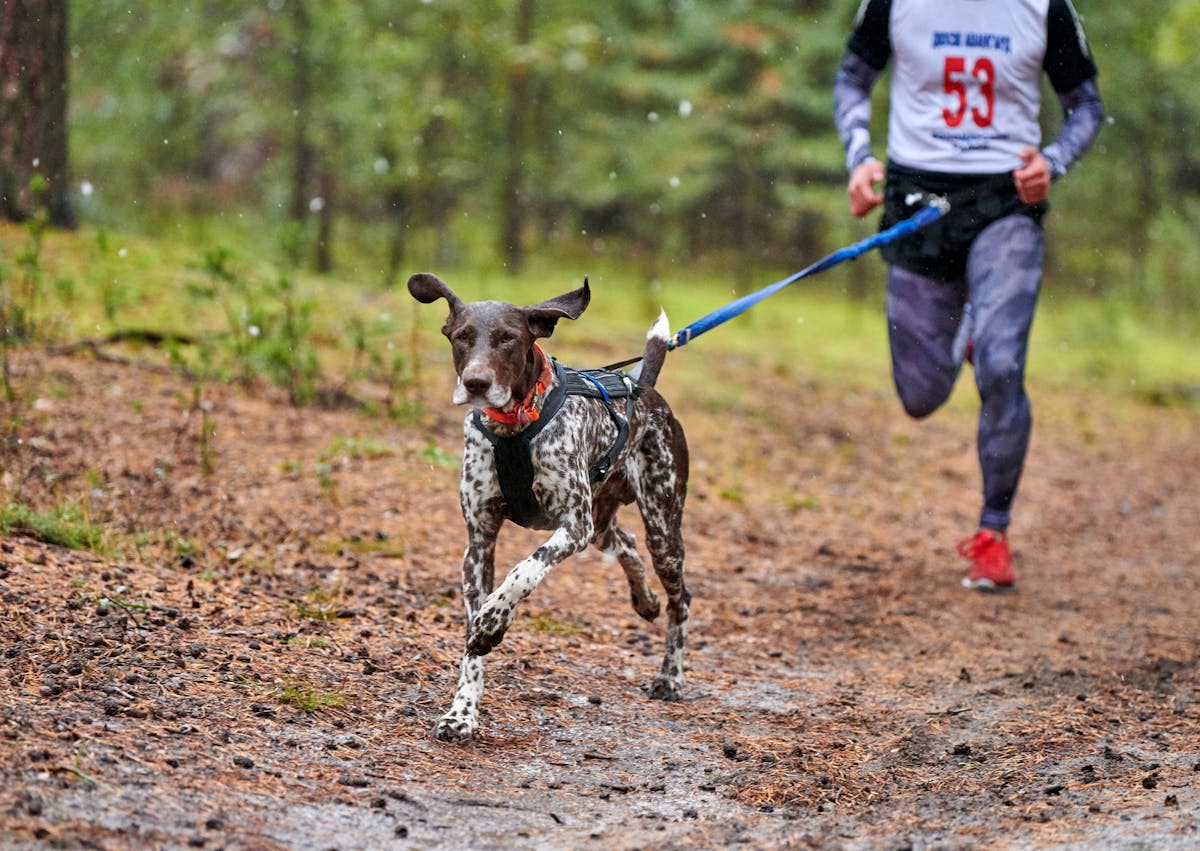 homme et chien qui courent vitre pendant une épreuve de canicross