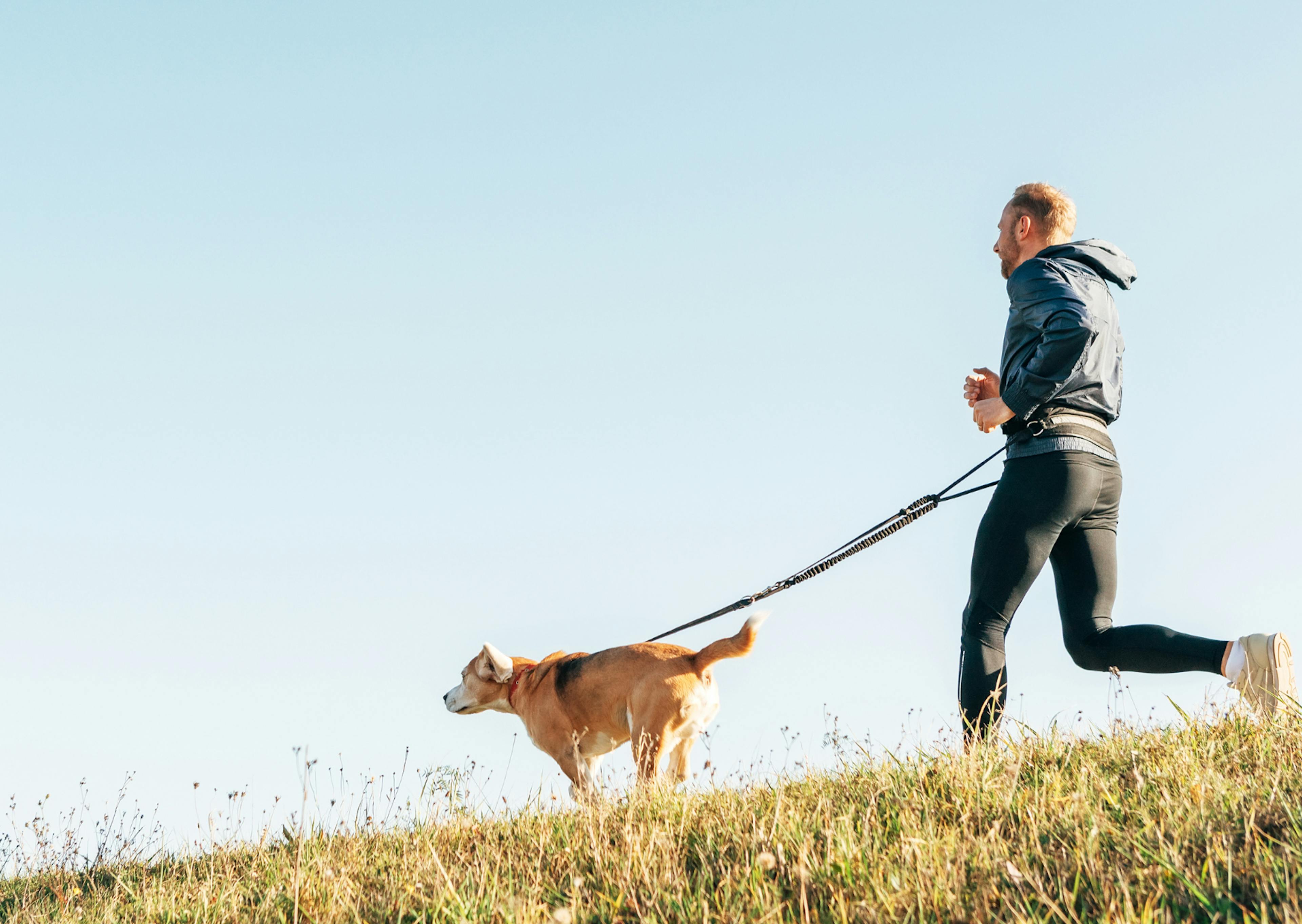 homme qui court à travers un champs avec son chien, il font du canicross
