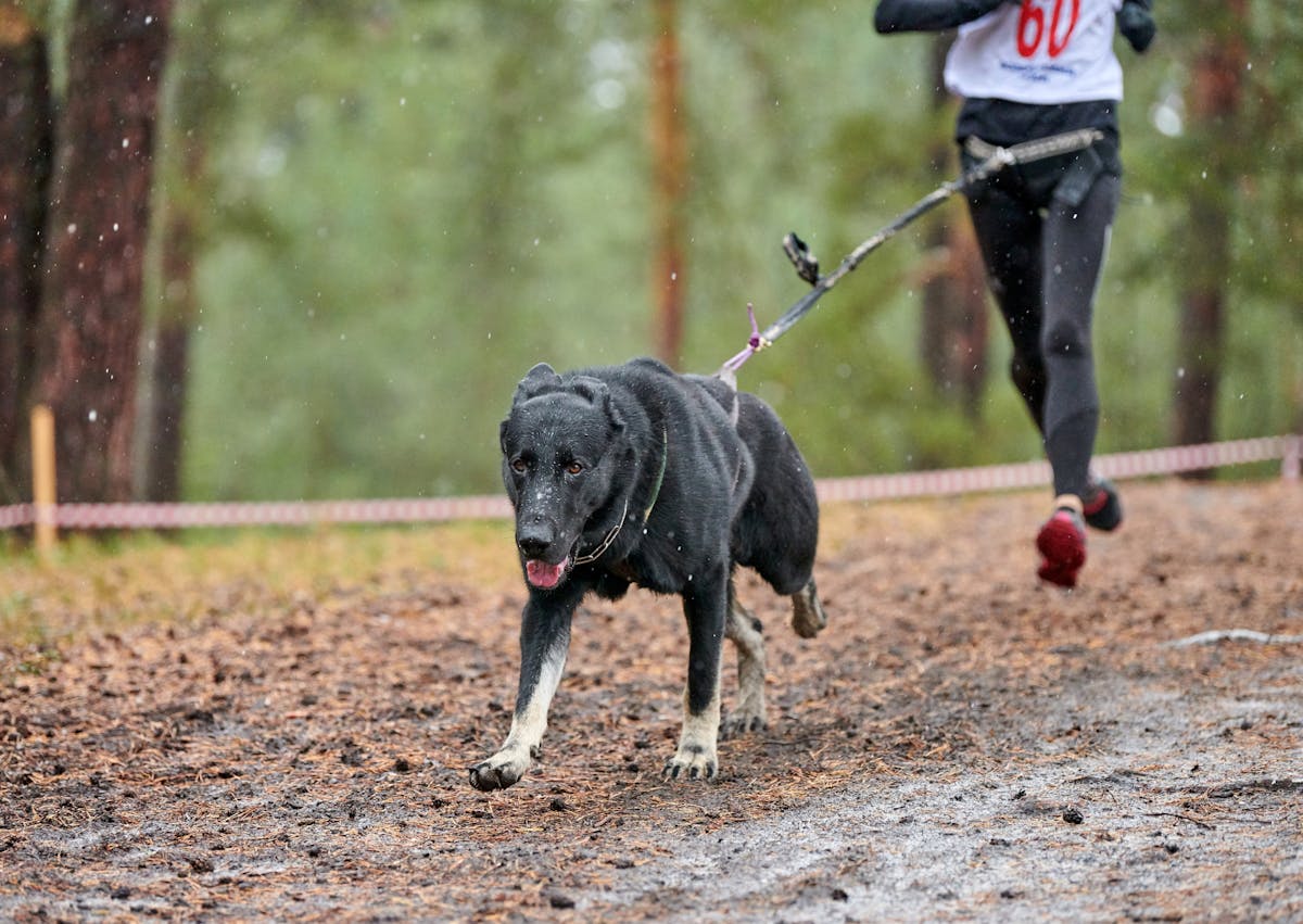 femme qui court avec son chien dans une forêt
