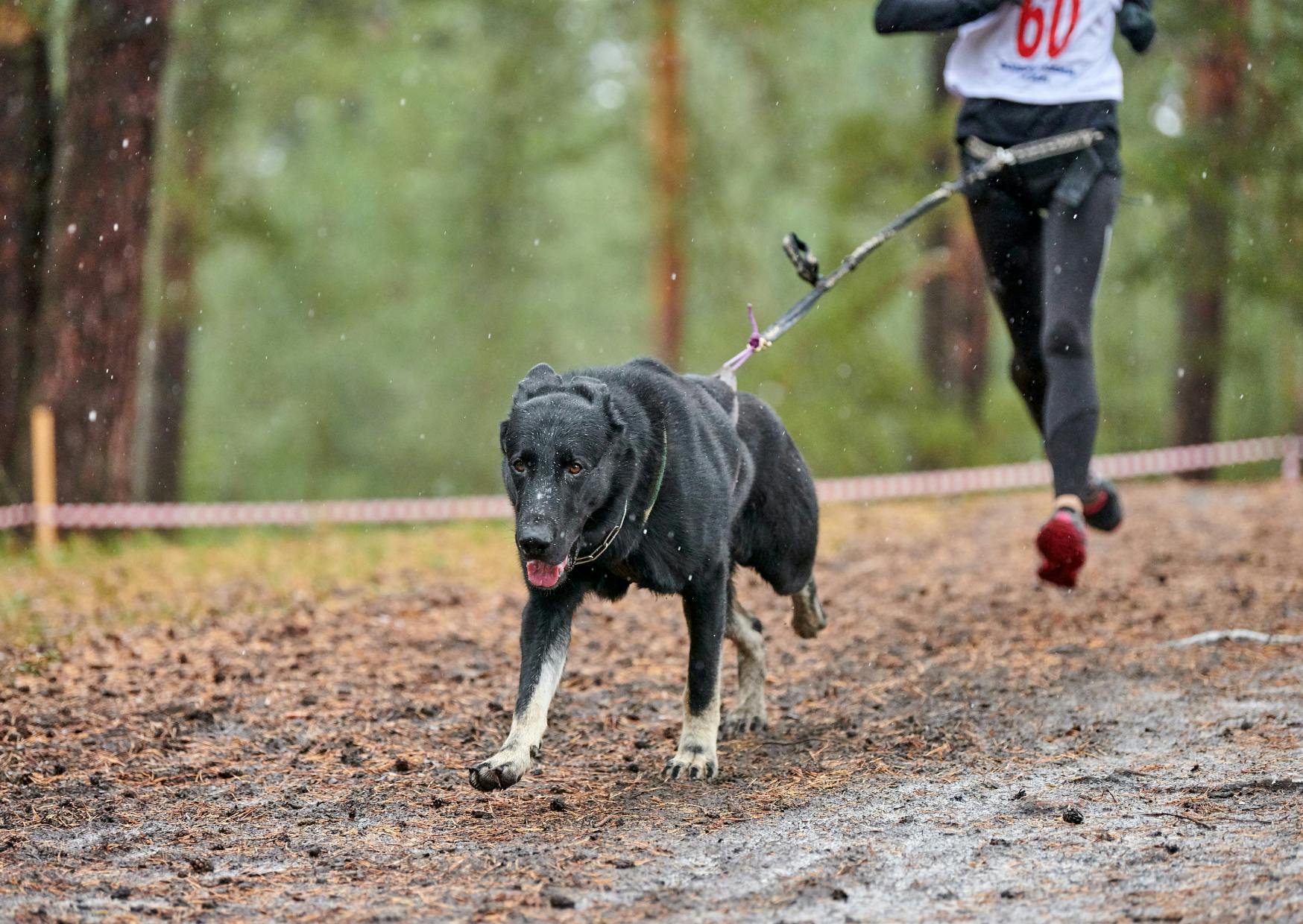 femme qui court avec son chien dans une forêt
