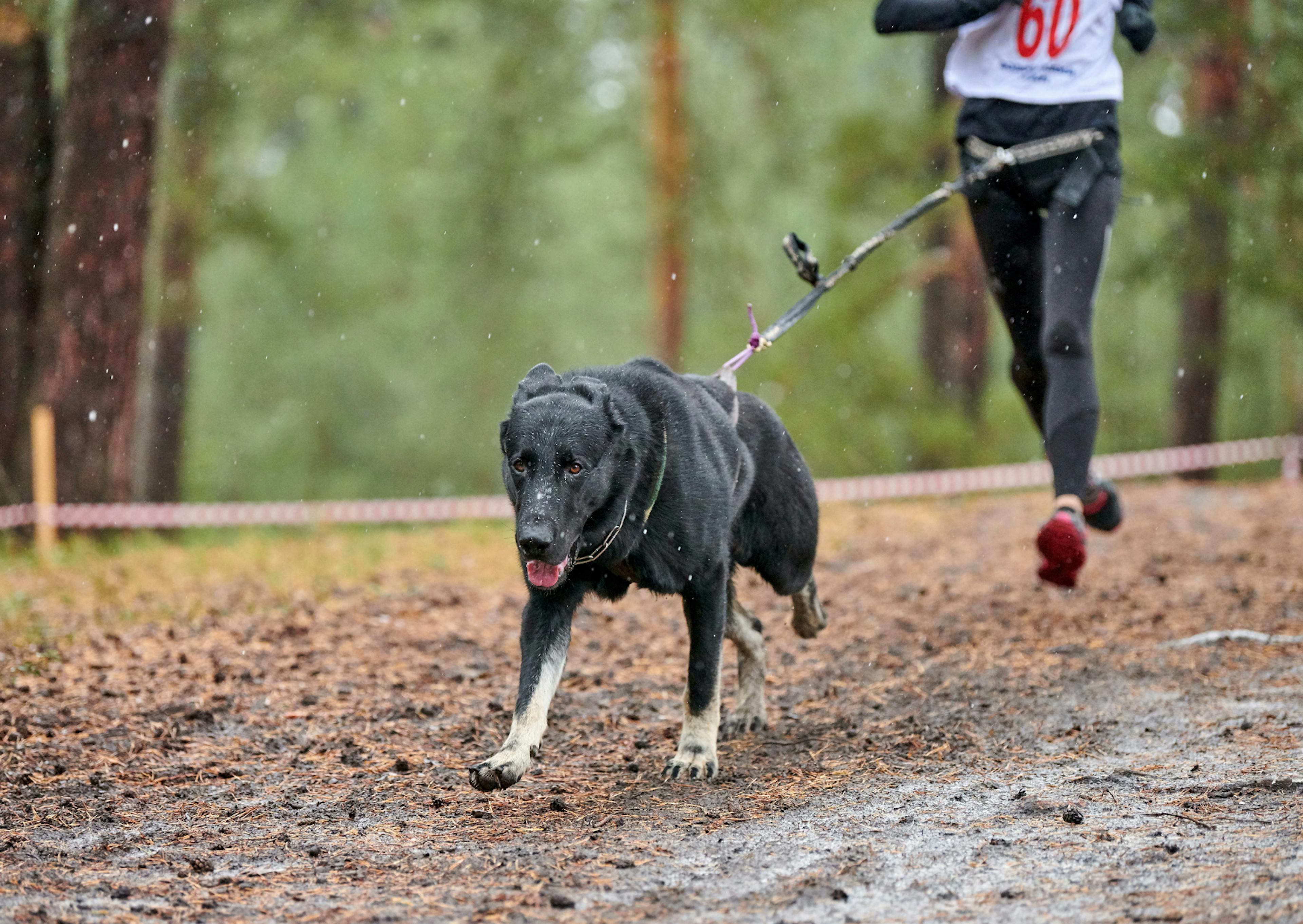 femme qui court avec son chien dans une forêt