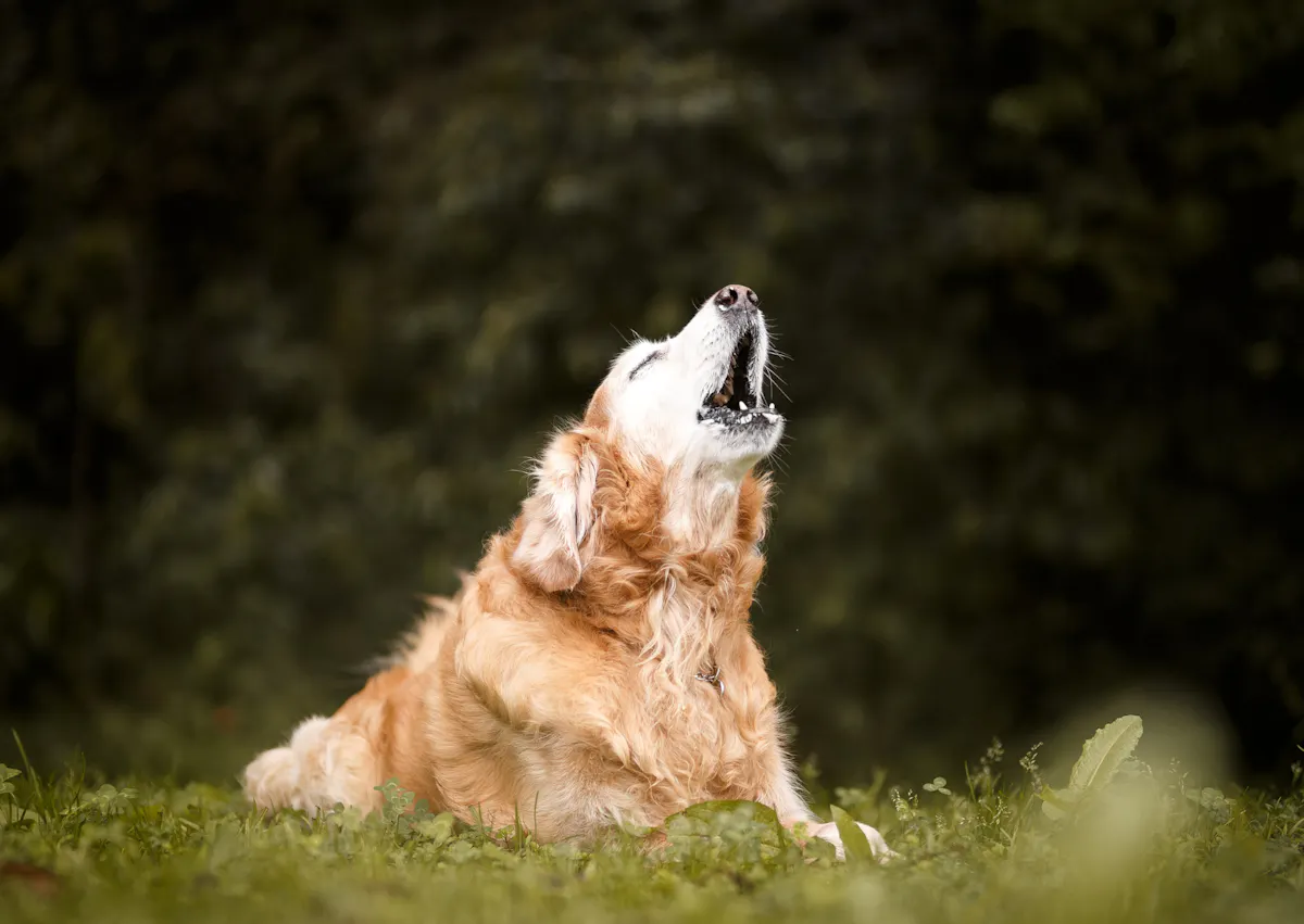 chien qui fait le loup dehors dans une étendue d'herbes