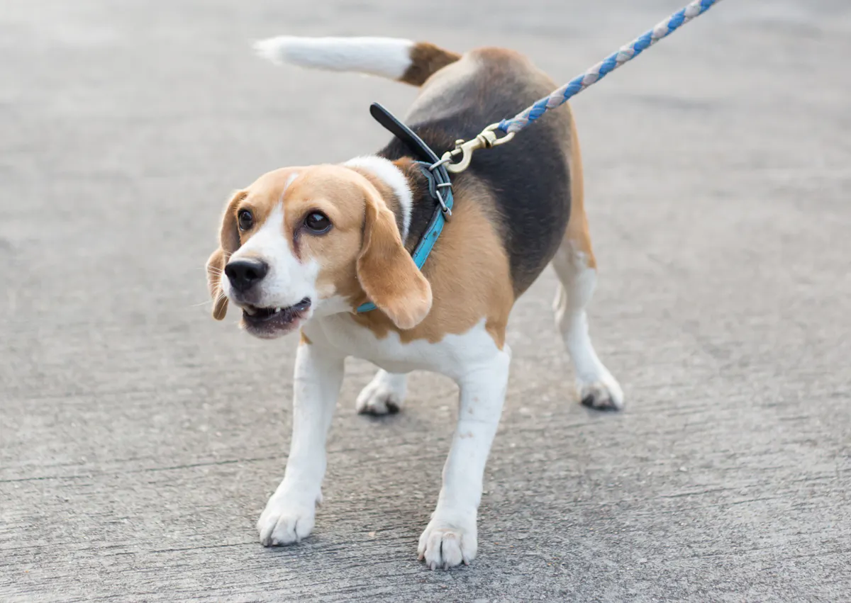 chien qui aboie dehors