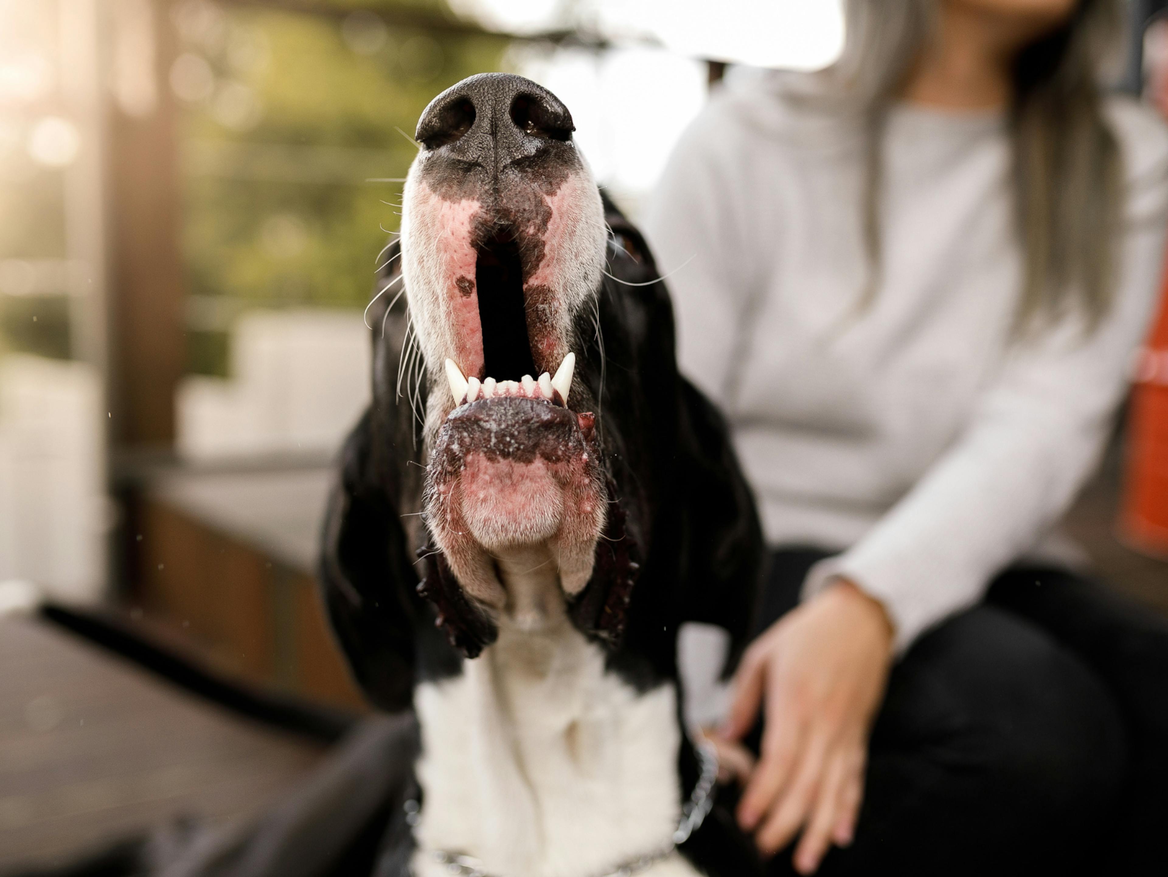 chien qui aboie, il est tenu par sa maîtresse