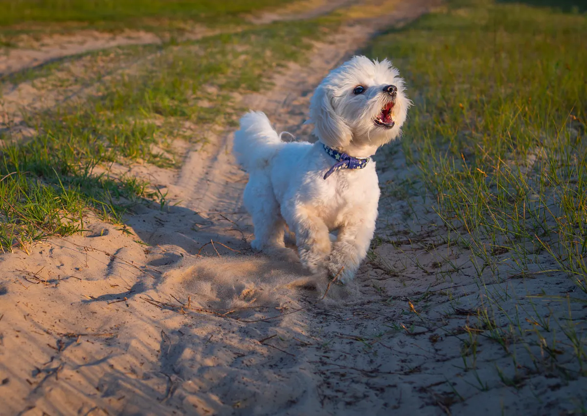 chien qui aboie dans un chemin dehors