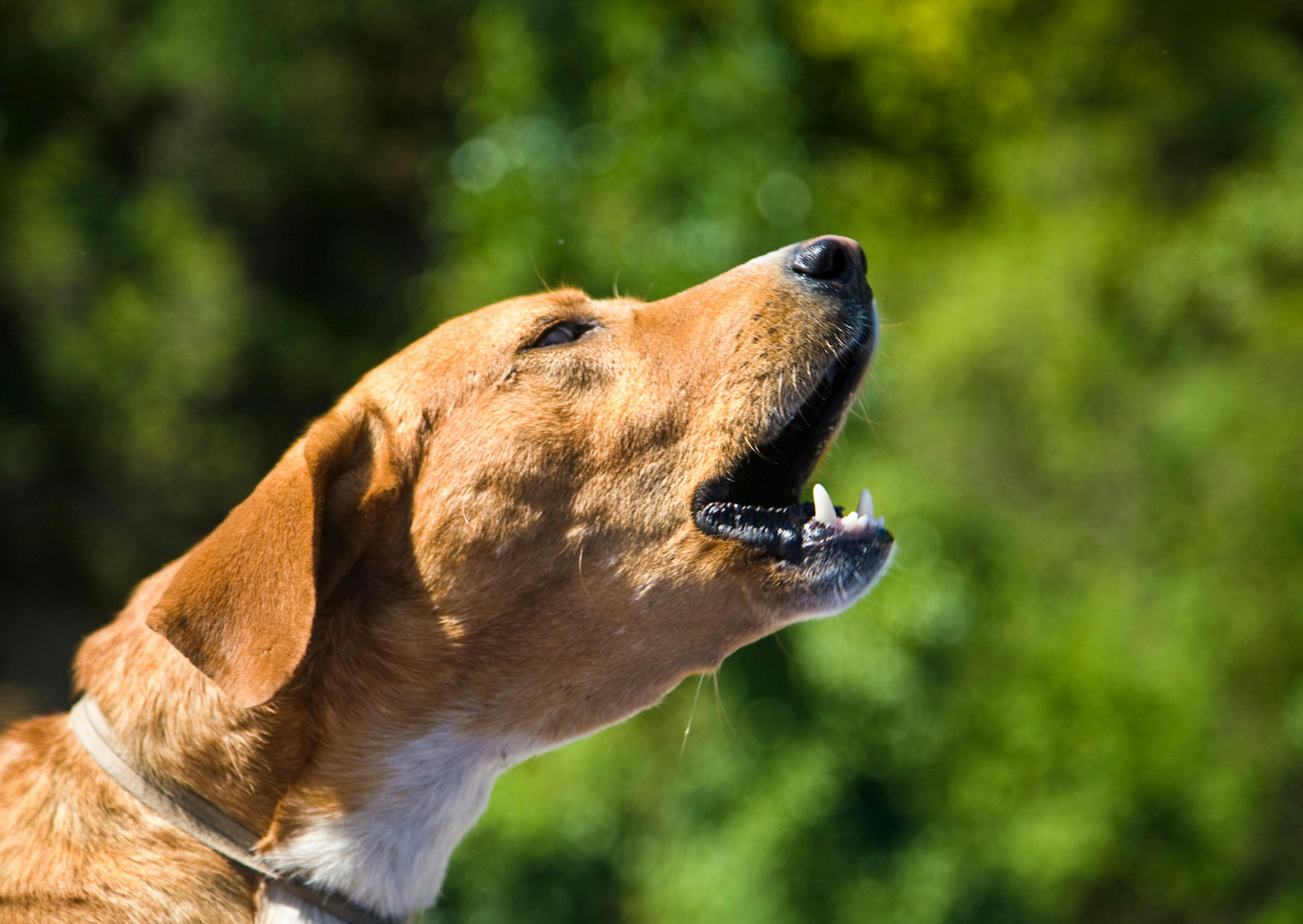 chien qui aboie en pleine forêt 