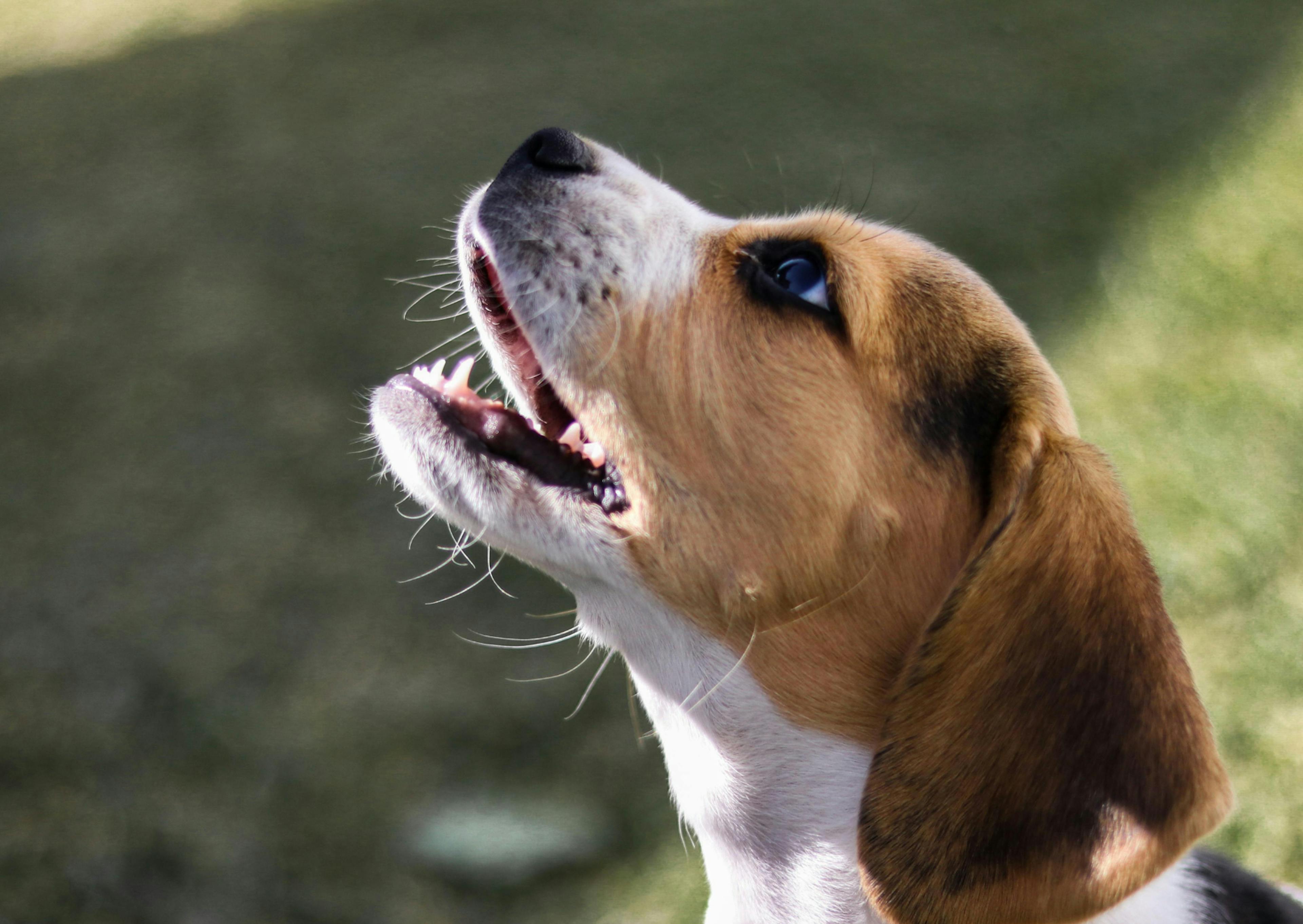 chien qui aboie avec la tête vers le haut 
