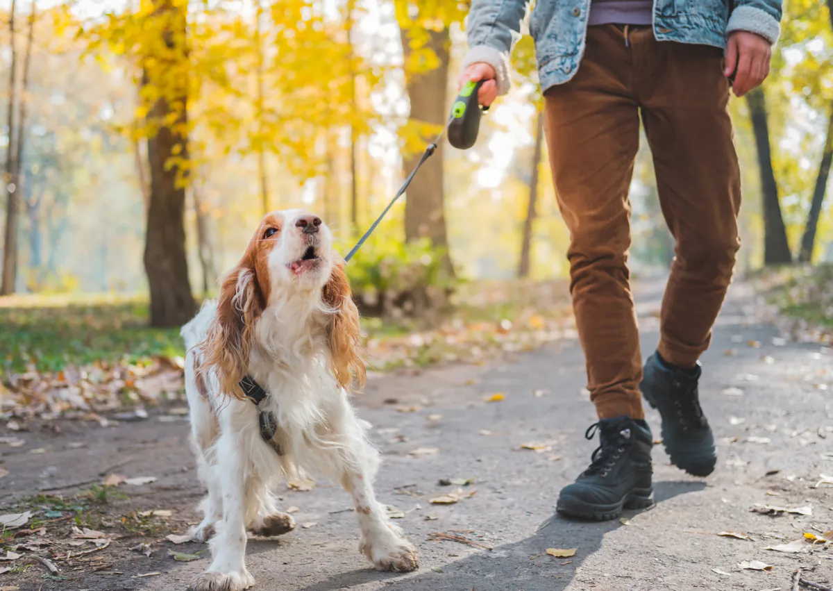 chien qui aboie t est tenue en laisse par son maître
