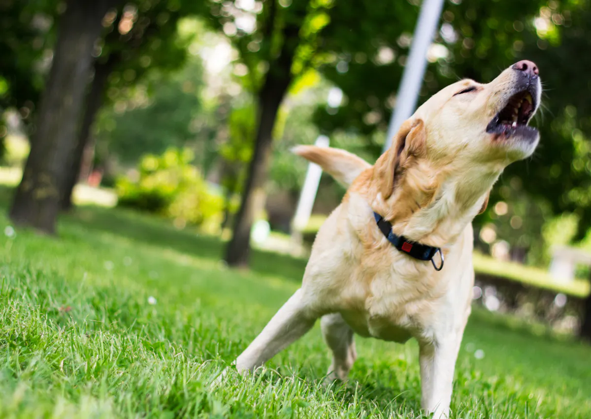 chien qui aboie dans l'herbe