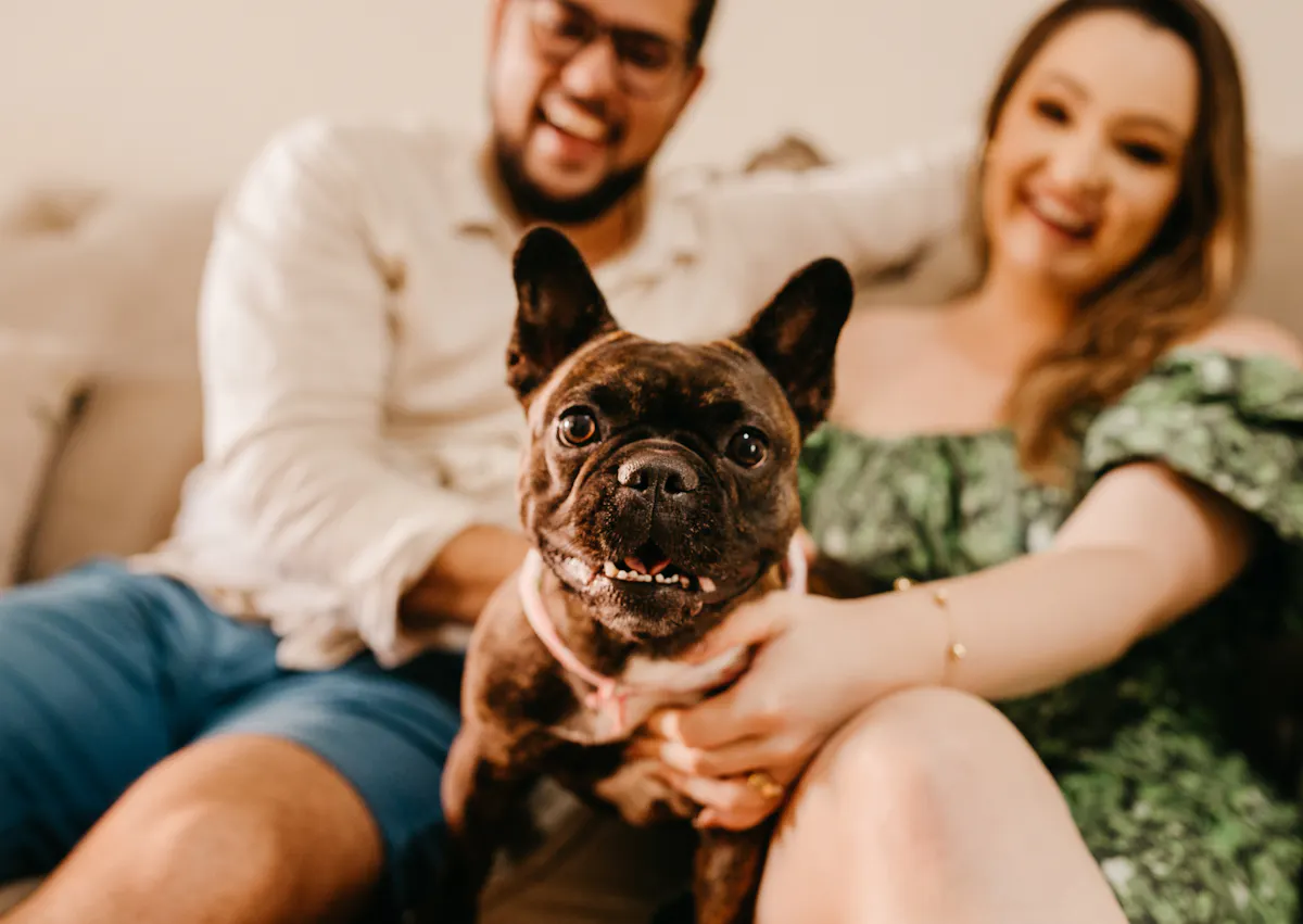 bulldog français tenu dans les bras de ses parents