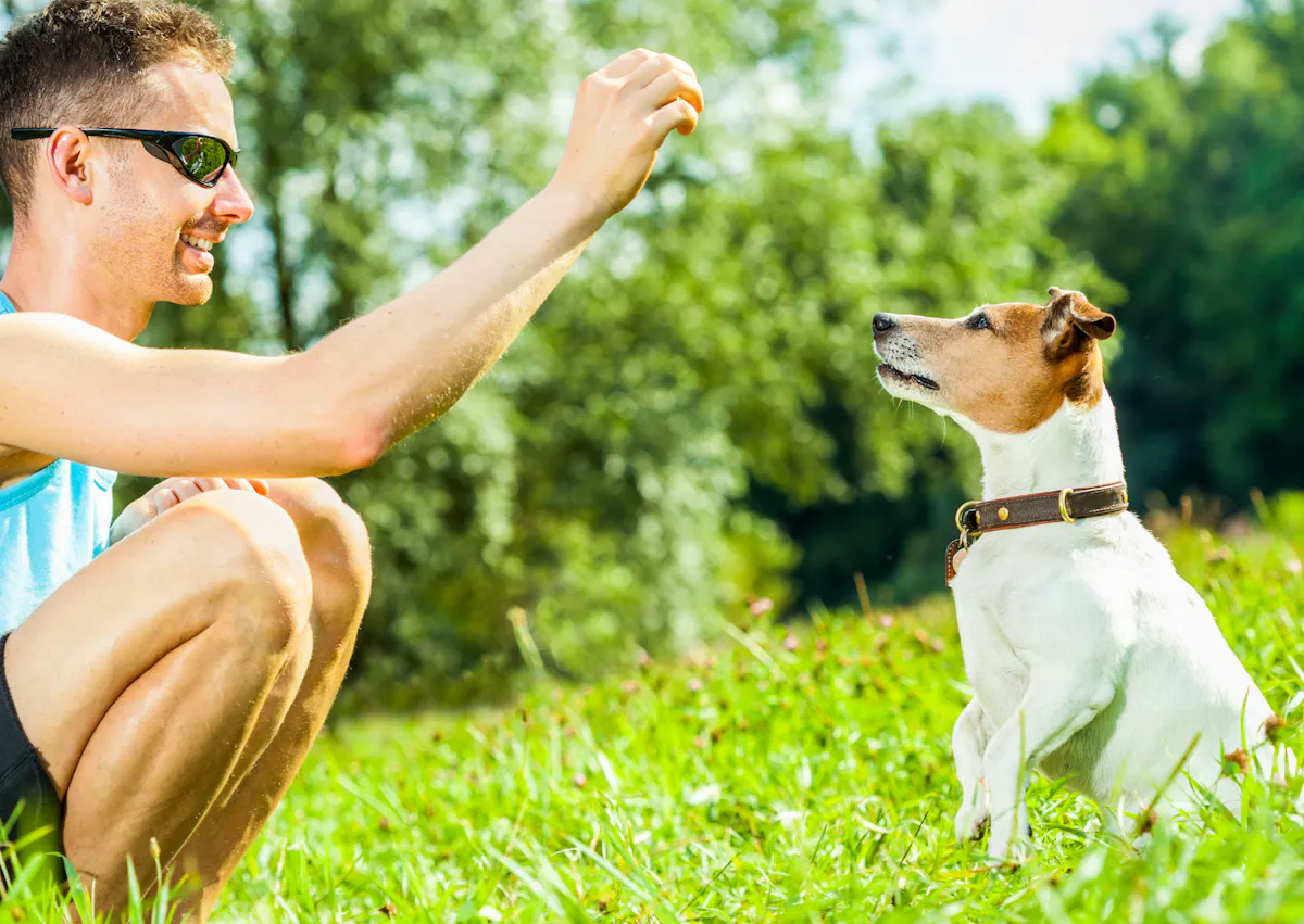 homme qui joue avec son jack russel