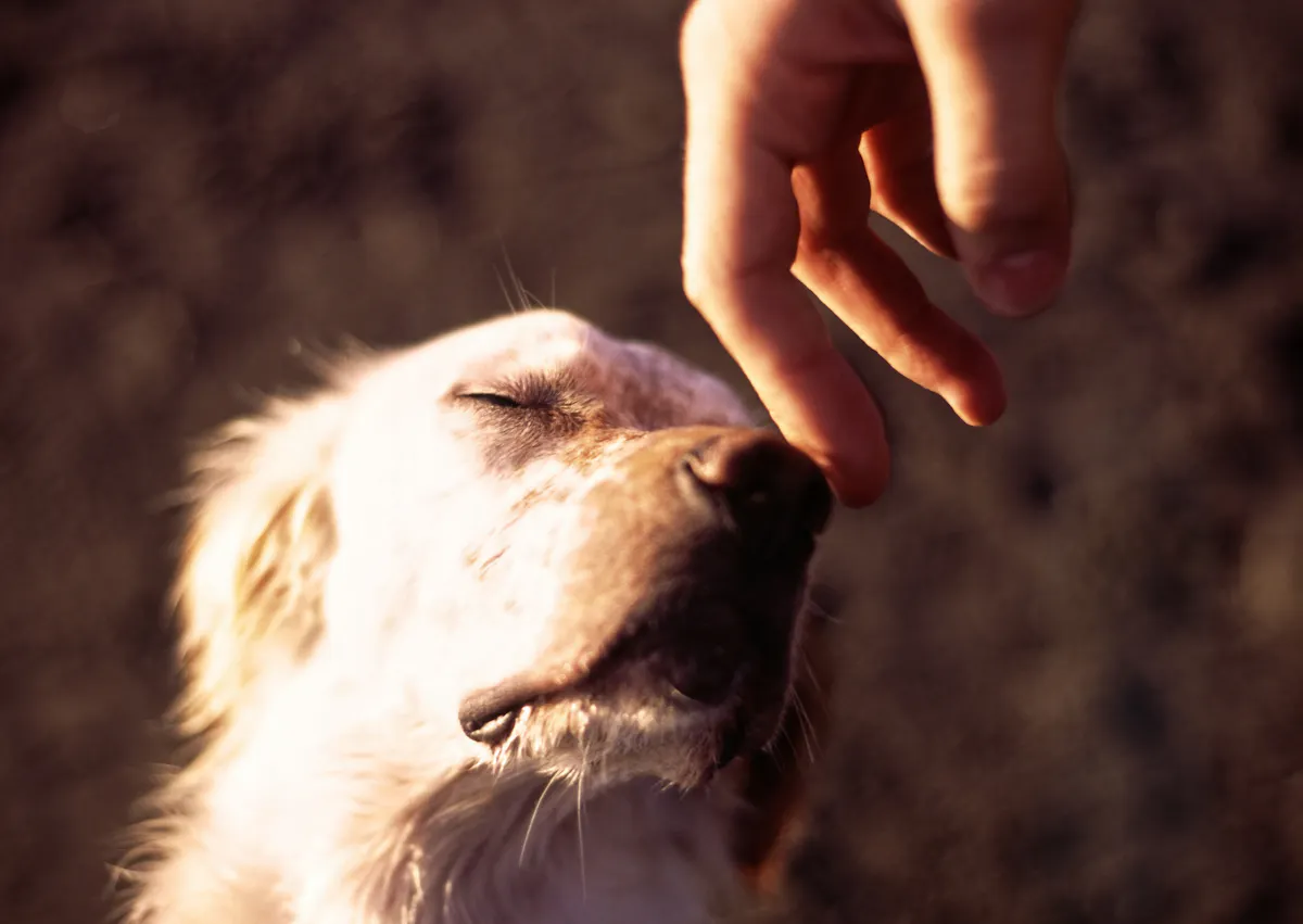 Golden qui ferme les yeux au contact du doigt de son maitre