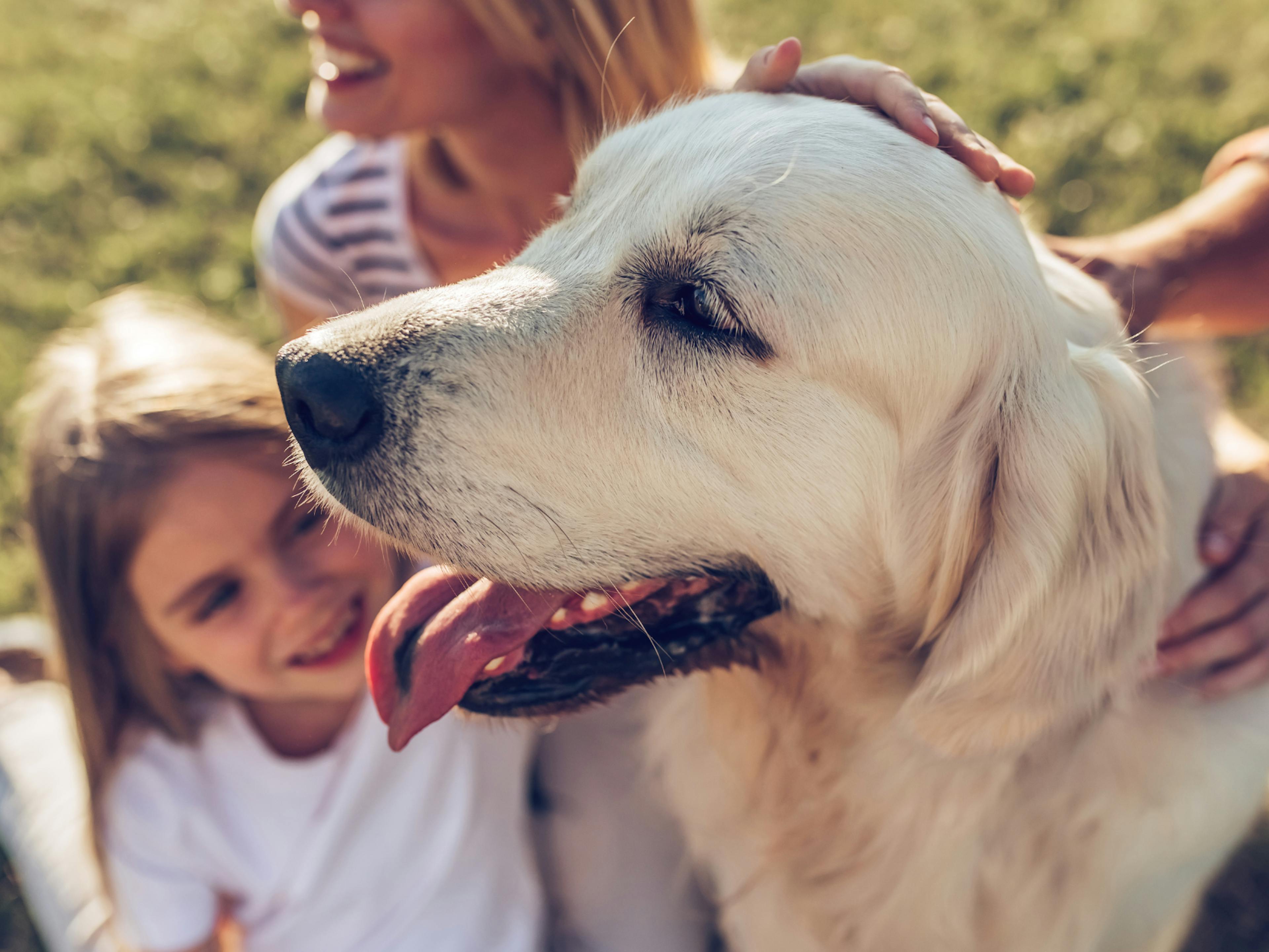 famille qui caresse un golden