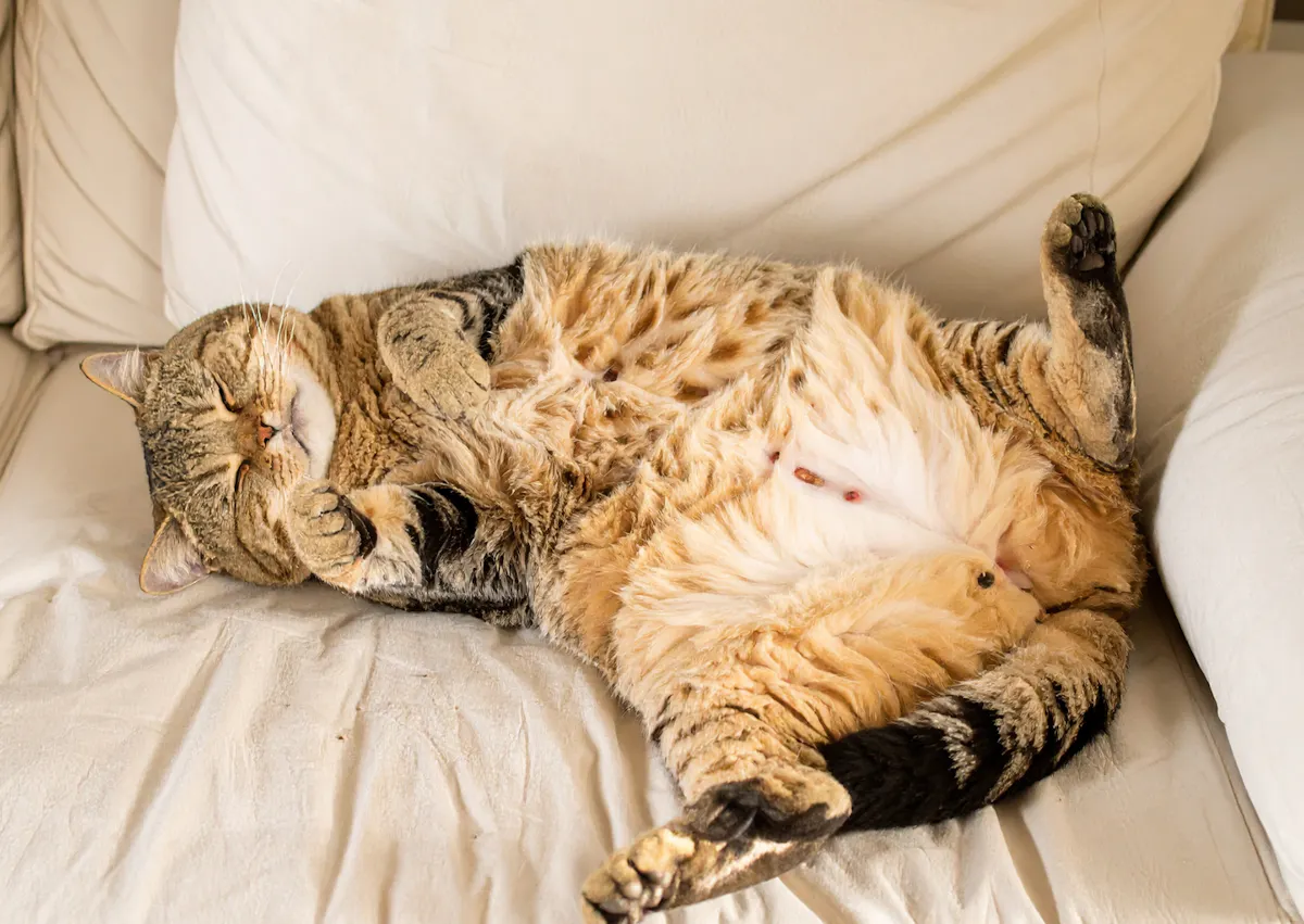 chat les quattres pattes en l'air en train de dormir