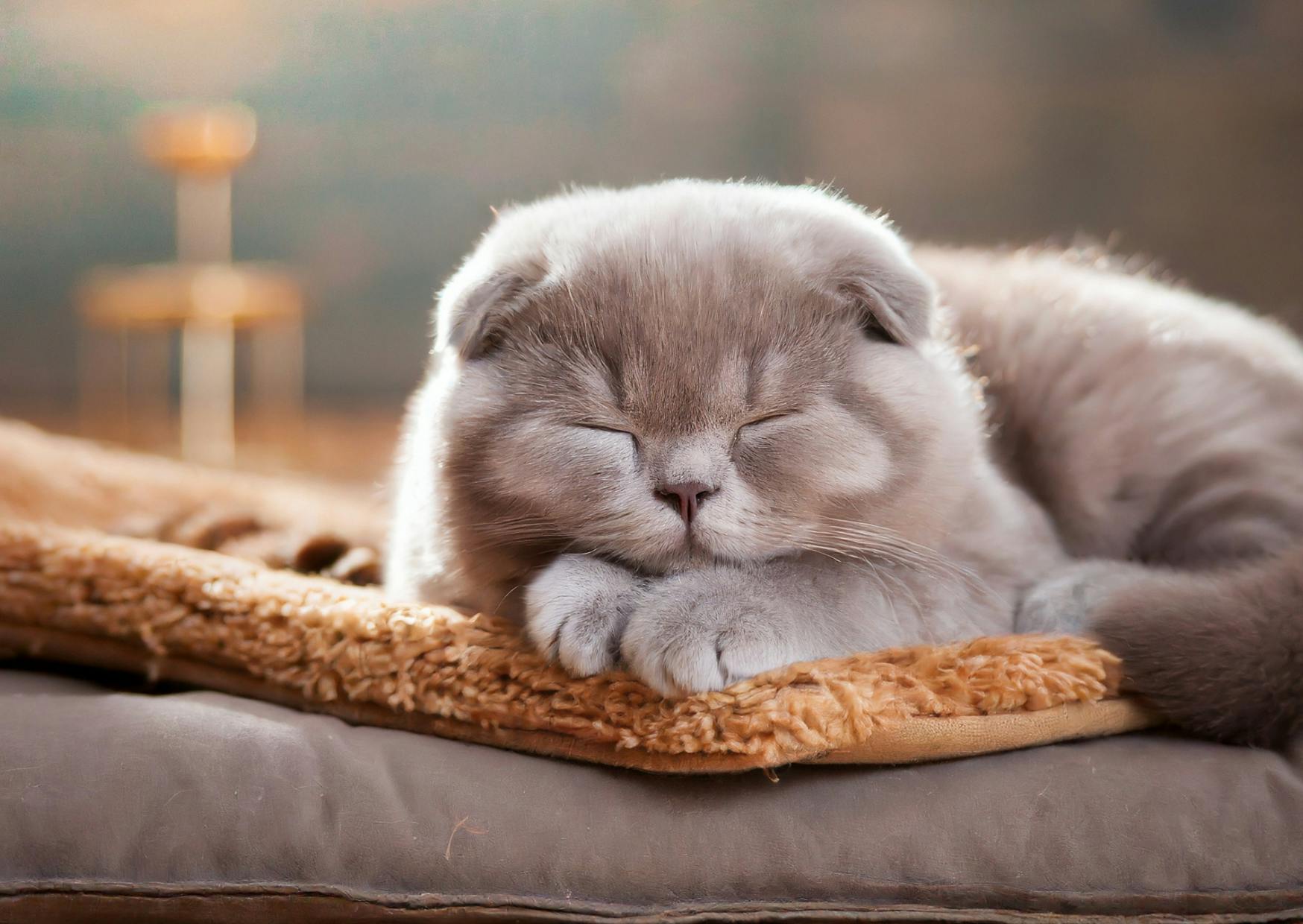 chat couché sur un oreiller