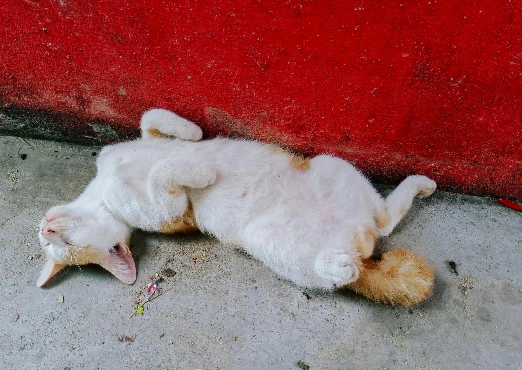 chat couché sur le sol