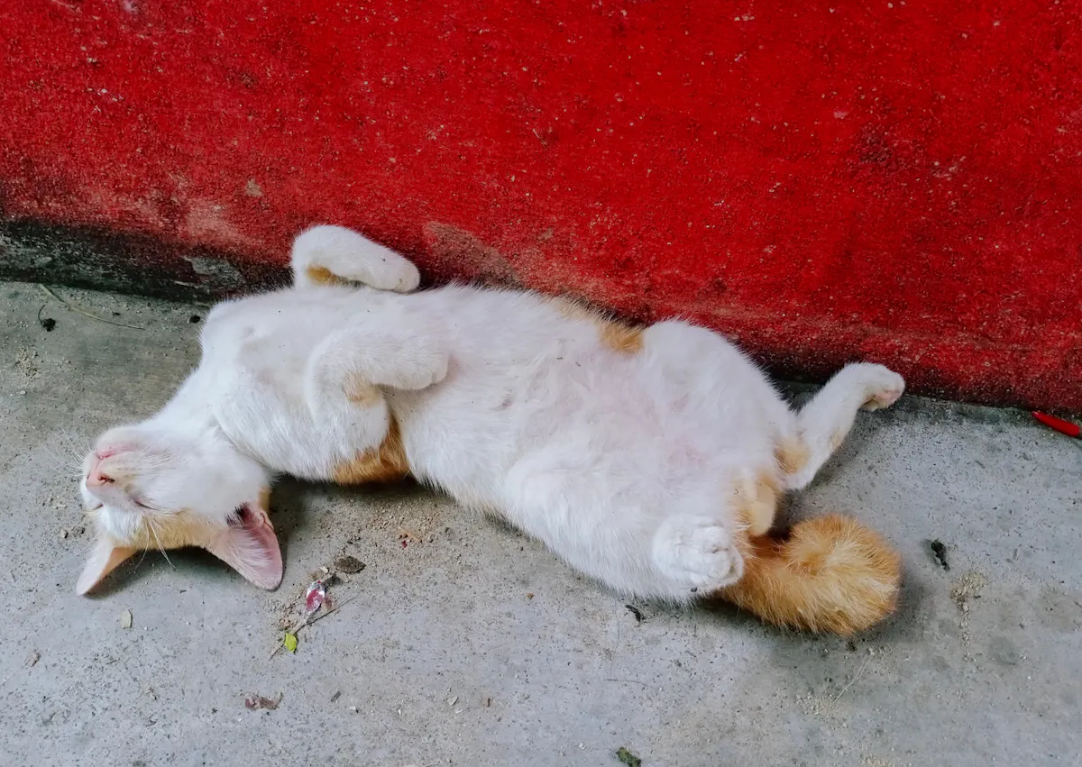 chat couché sur le sol