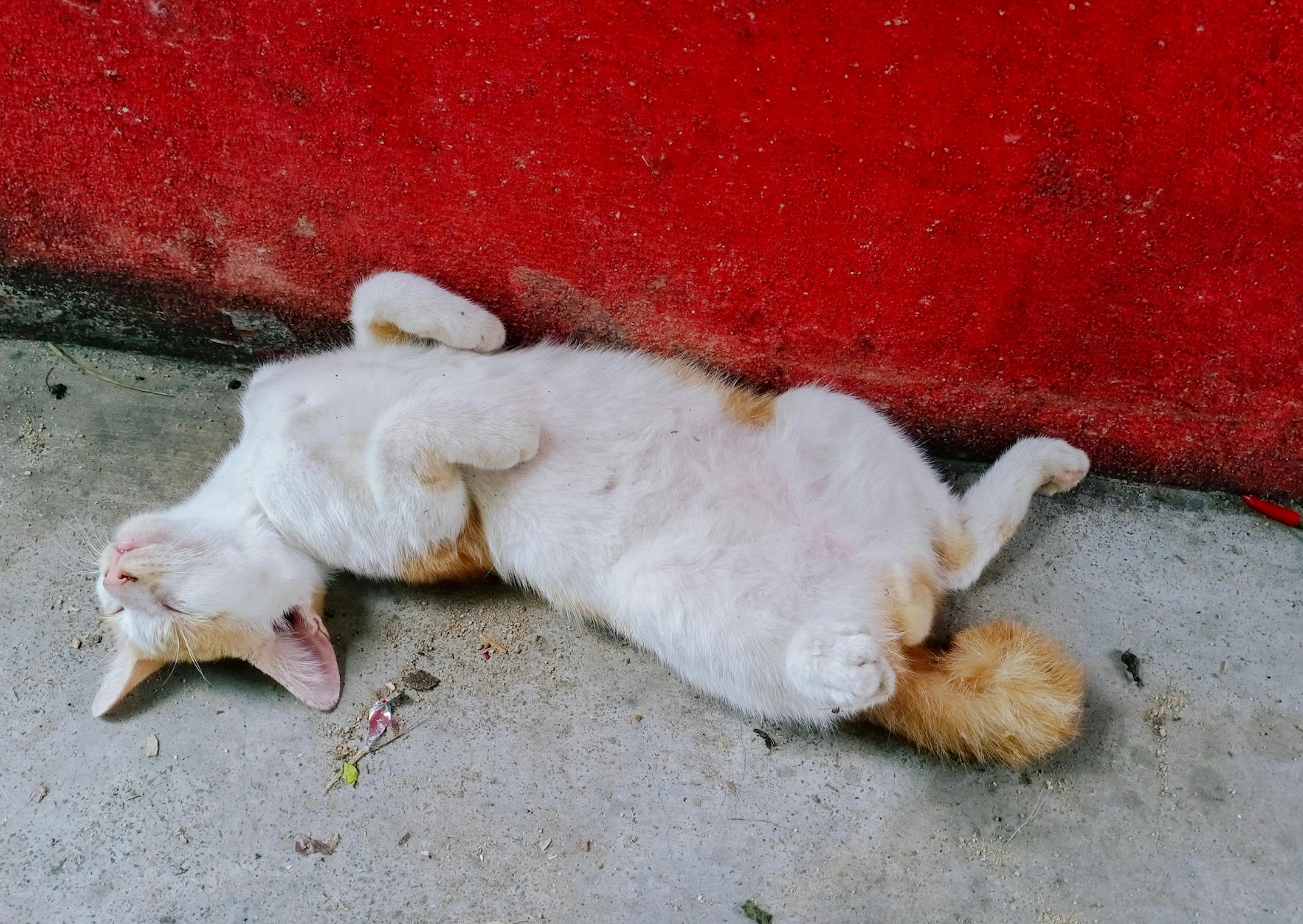 chat couché sur le sol