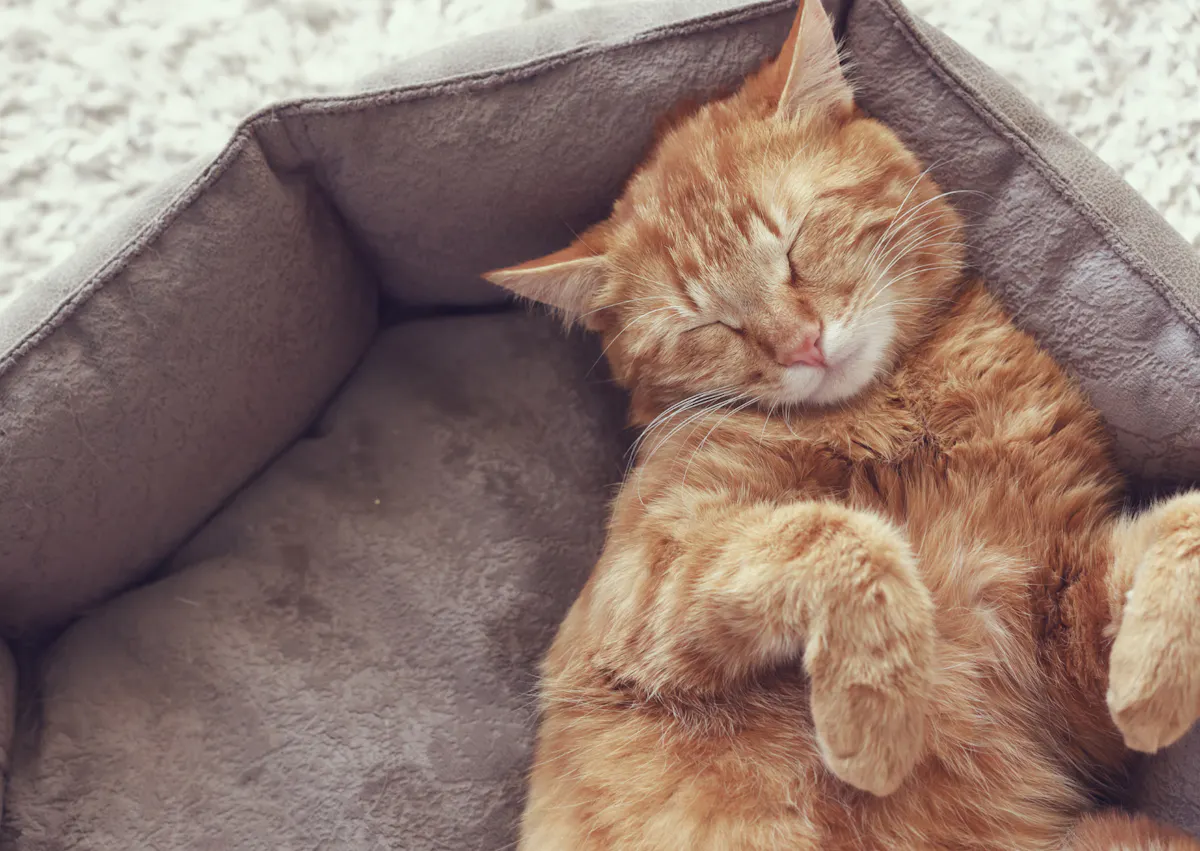 chat qui dort dans son panier