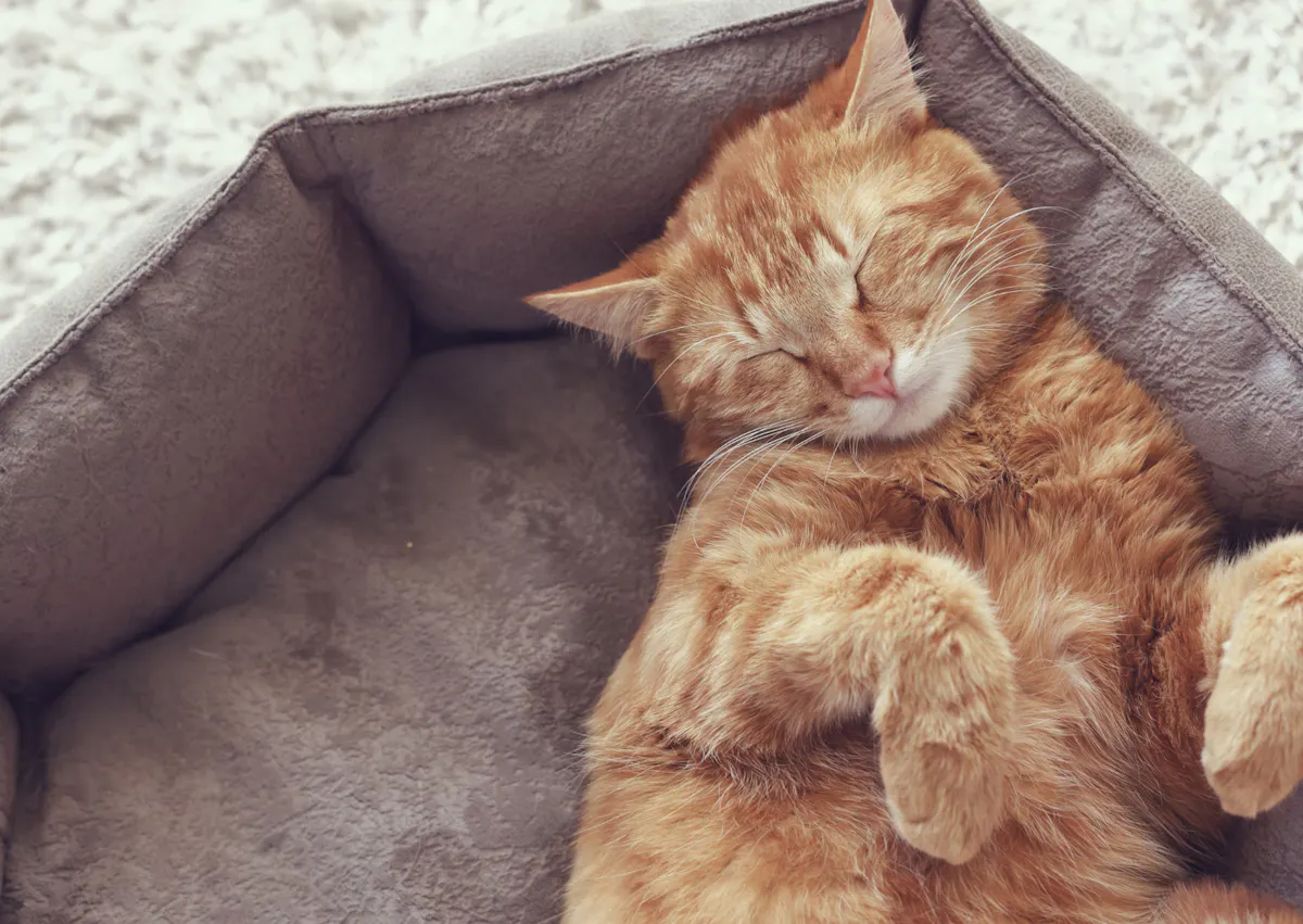 chat qui dort dans son panier