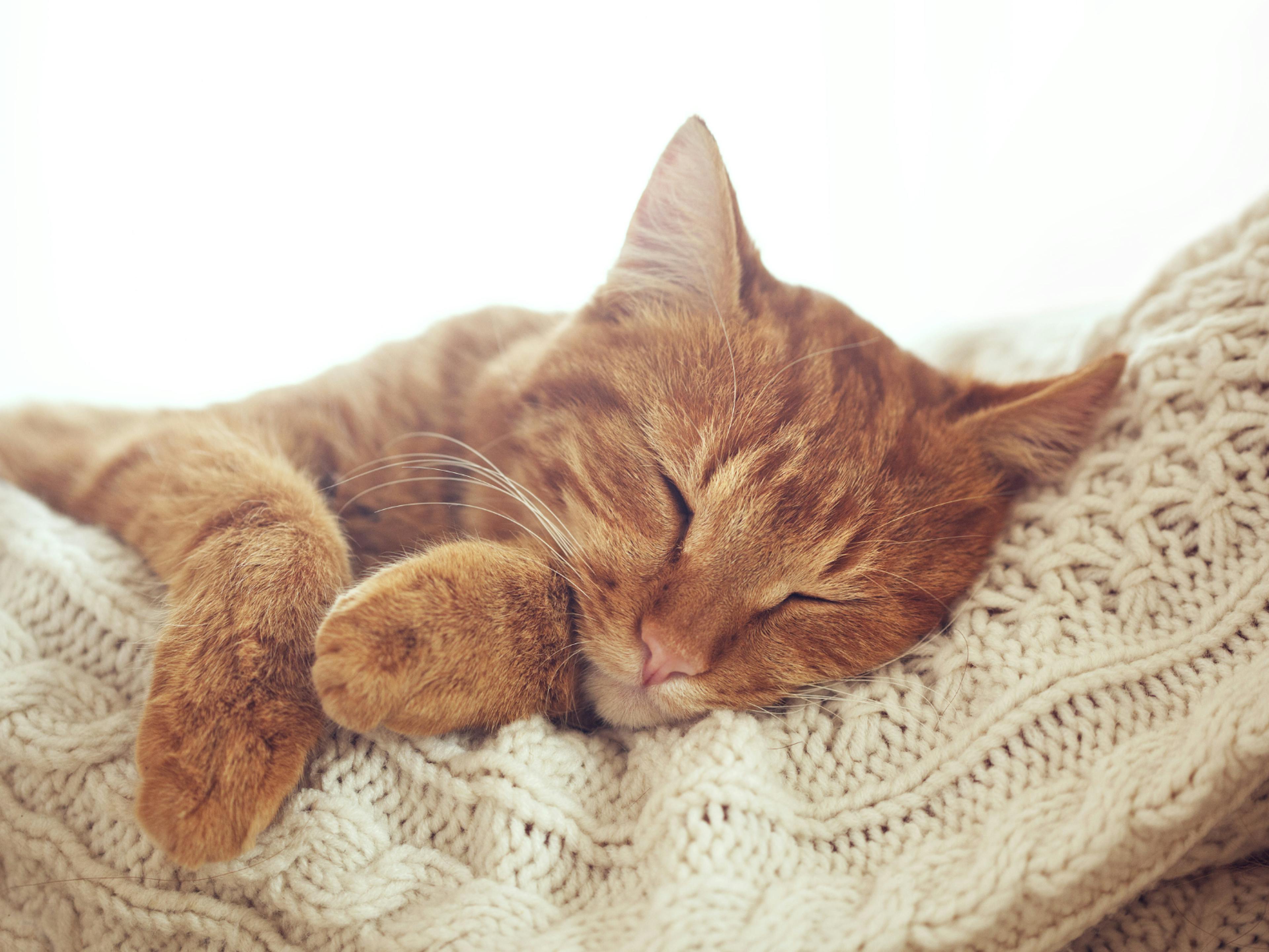 chat roux qui dort sur un plaid 