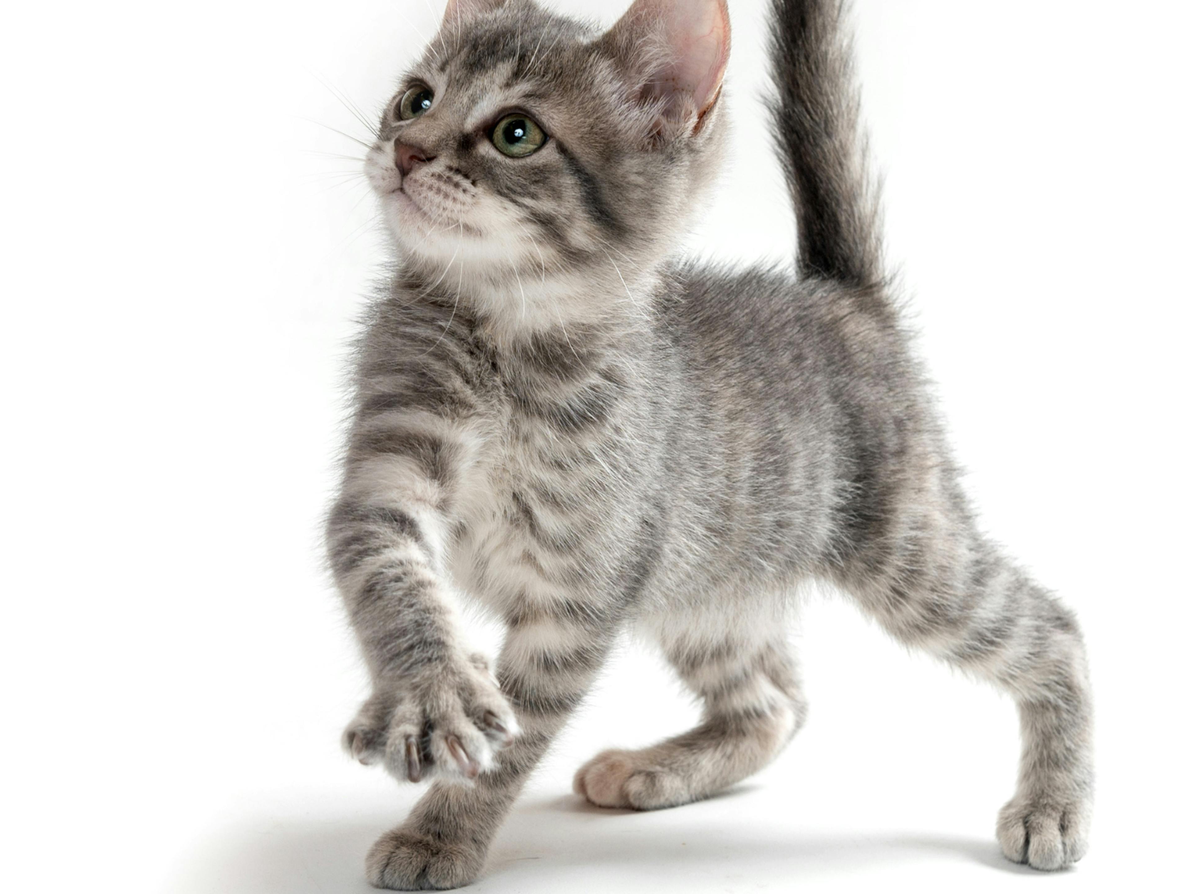 jeune chat qui boite 