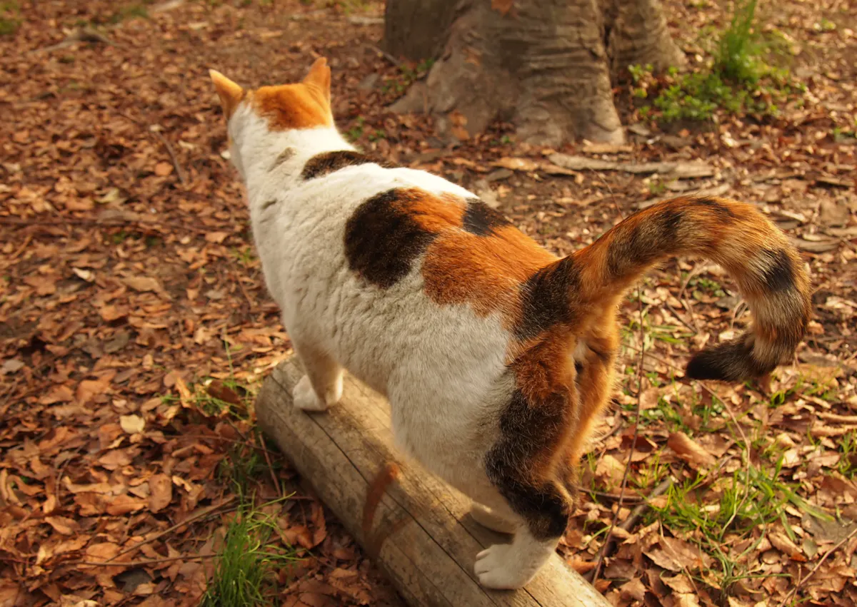chat tricolore qui marche sur un tronc d'arbre dehors, il regarde evrs le bas