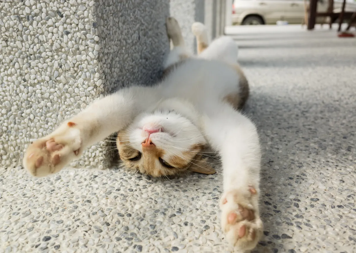 chat qui s'étire à côté d'un mur