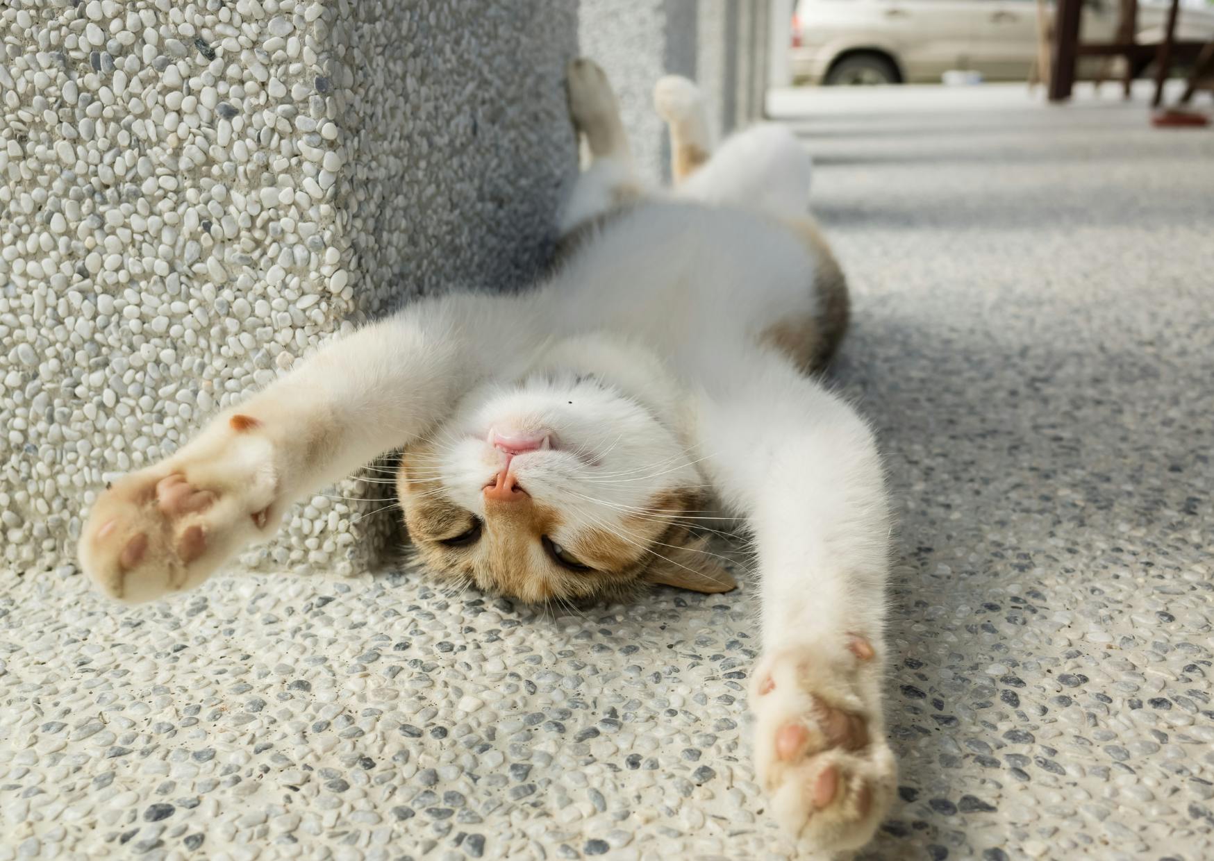 chat qui s'étire à côté d'un mur