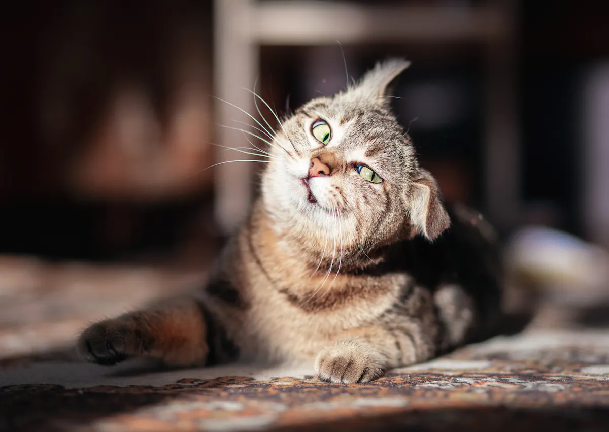 chat qui tourne la tête au soleil, il est allongé