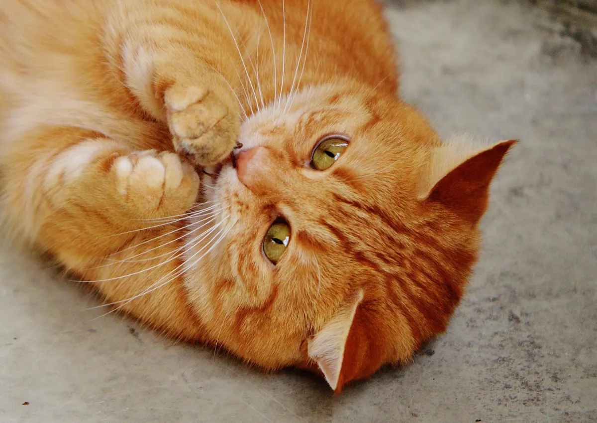 chat roux qui se lèche les pattes sur le sol