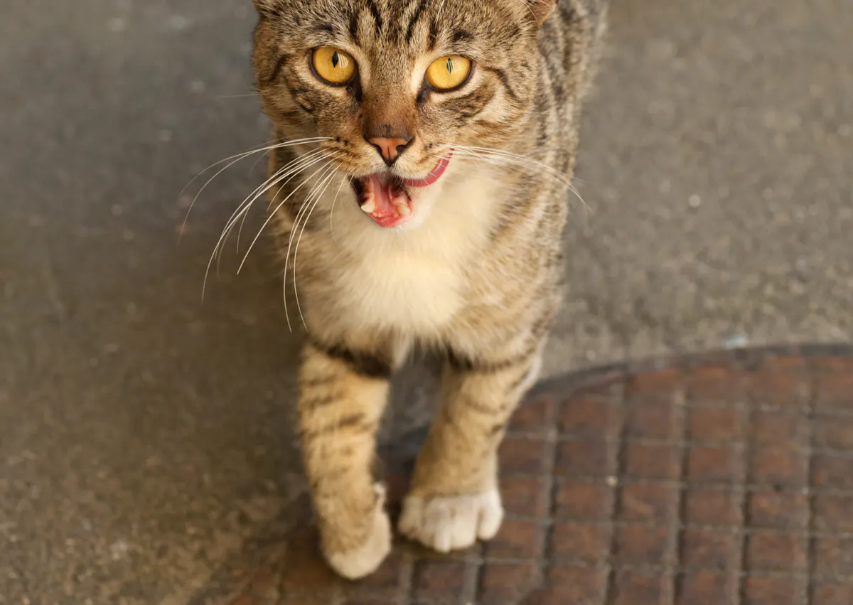 chat qui marche, il se lèche le nez, il lève légèrement la patte puisqu'il boite
