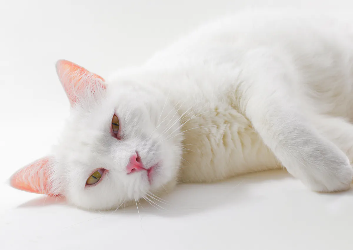 chat allongé sur le sol, il ferme, les yeux