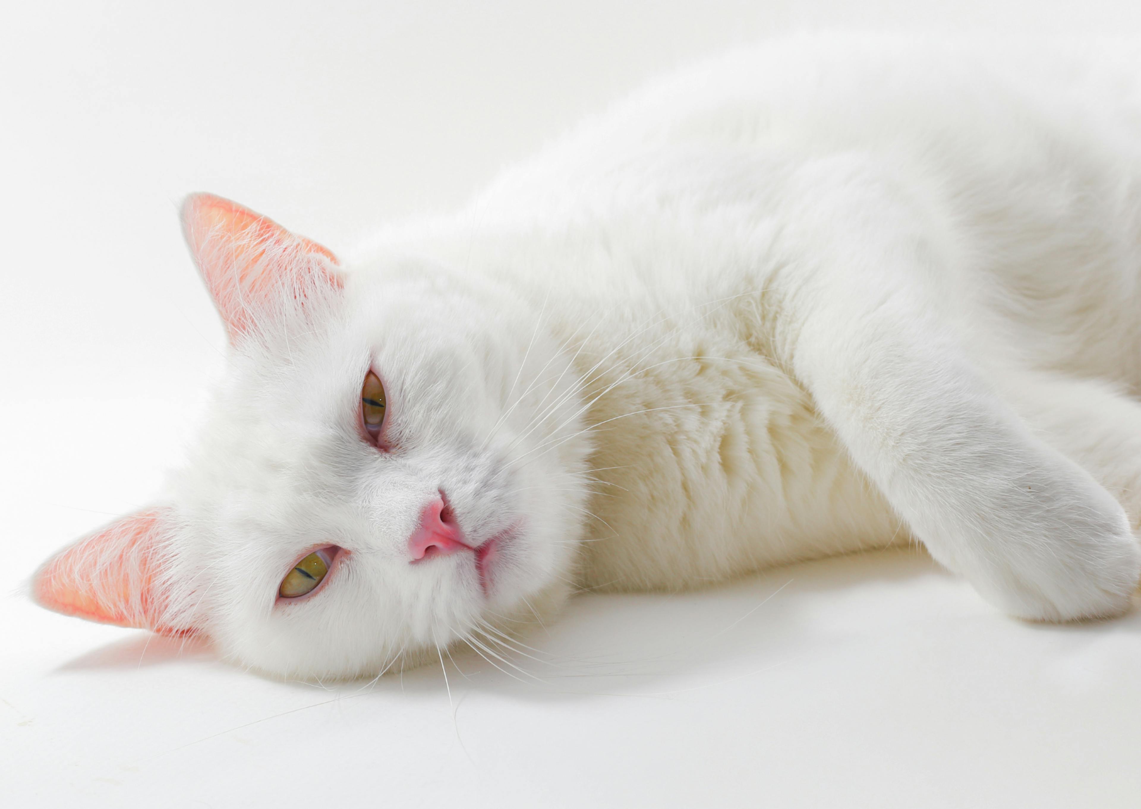 chat allongé sur le sol, il ferme, les yeux 