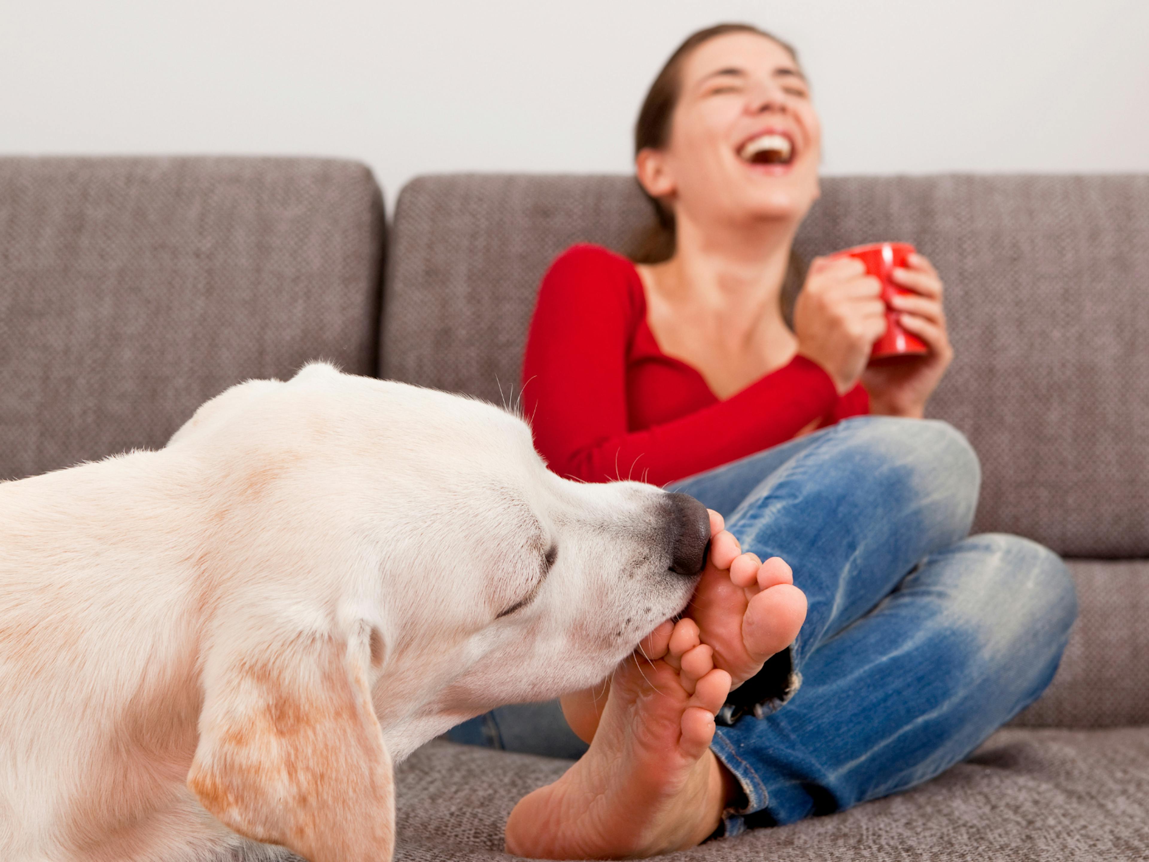 chien qui lèche les pieds de sa maitresse sur le canapé